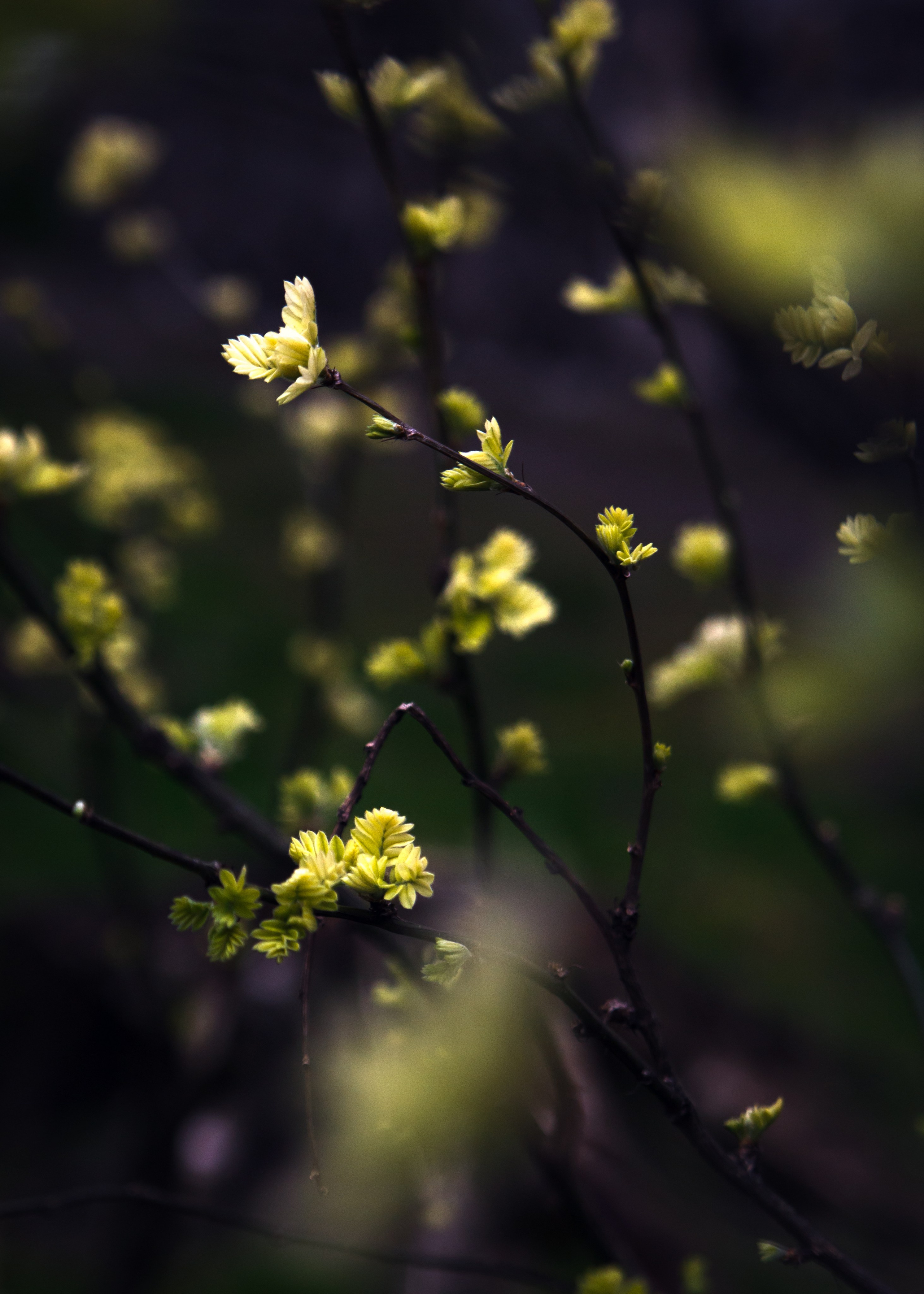 Весна. Катя Цвет