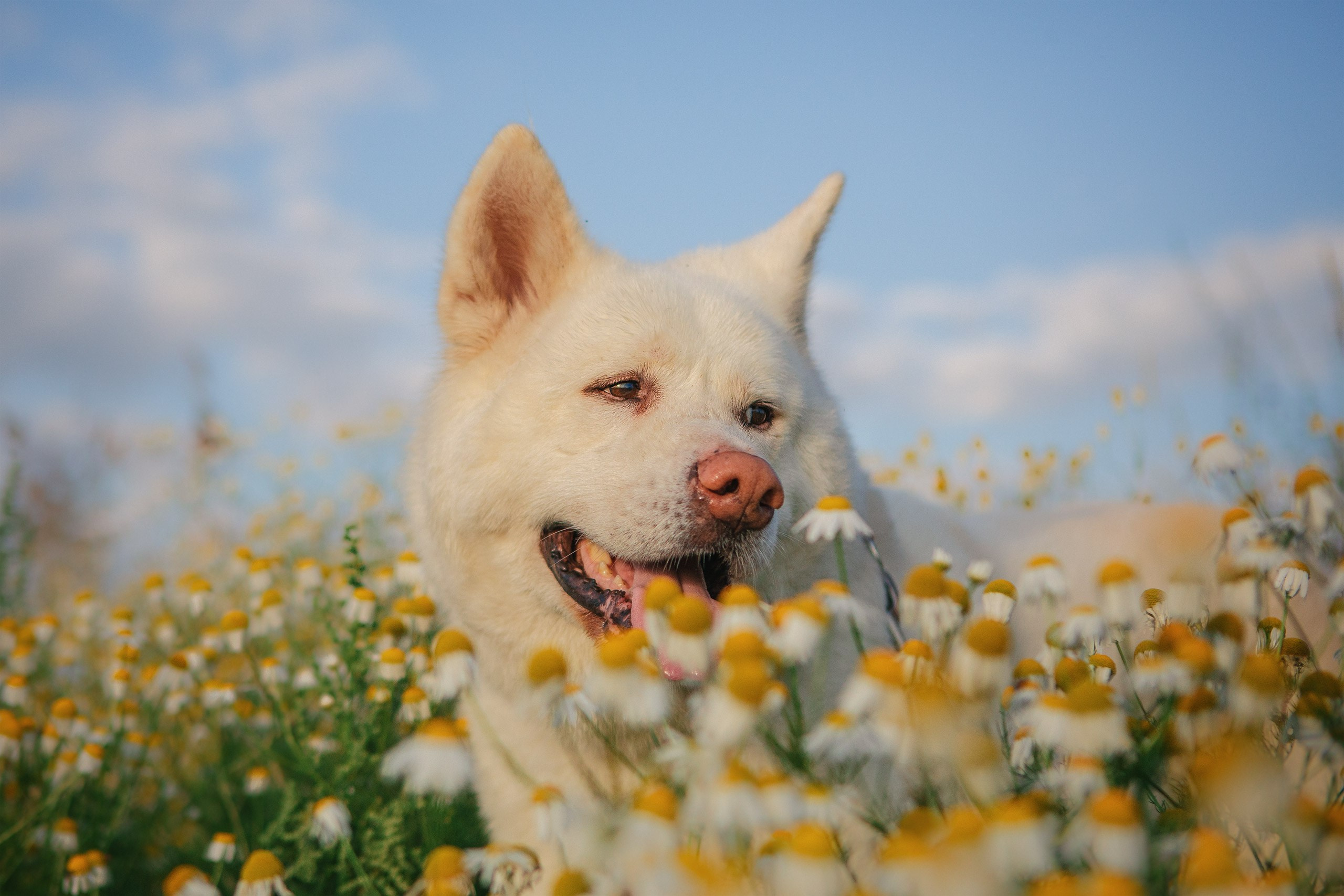 Таня и команда на рассвете. Фотограф анималист Кузнецова Анна Нижний Новгород