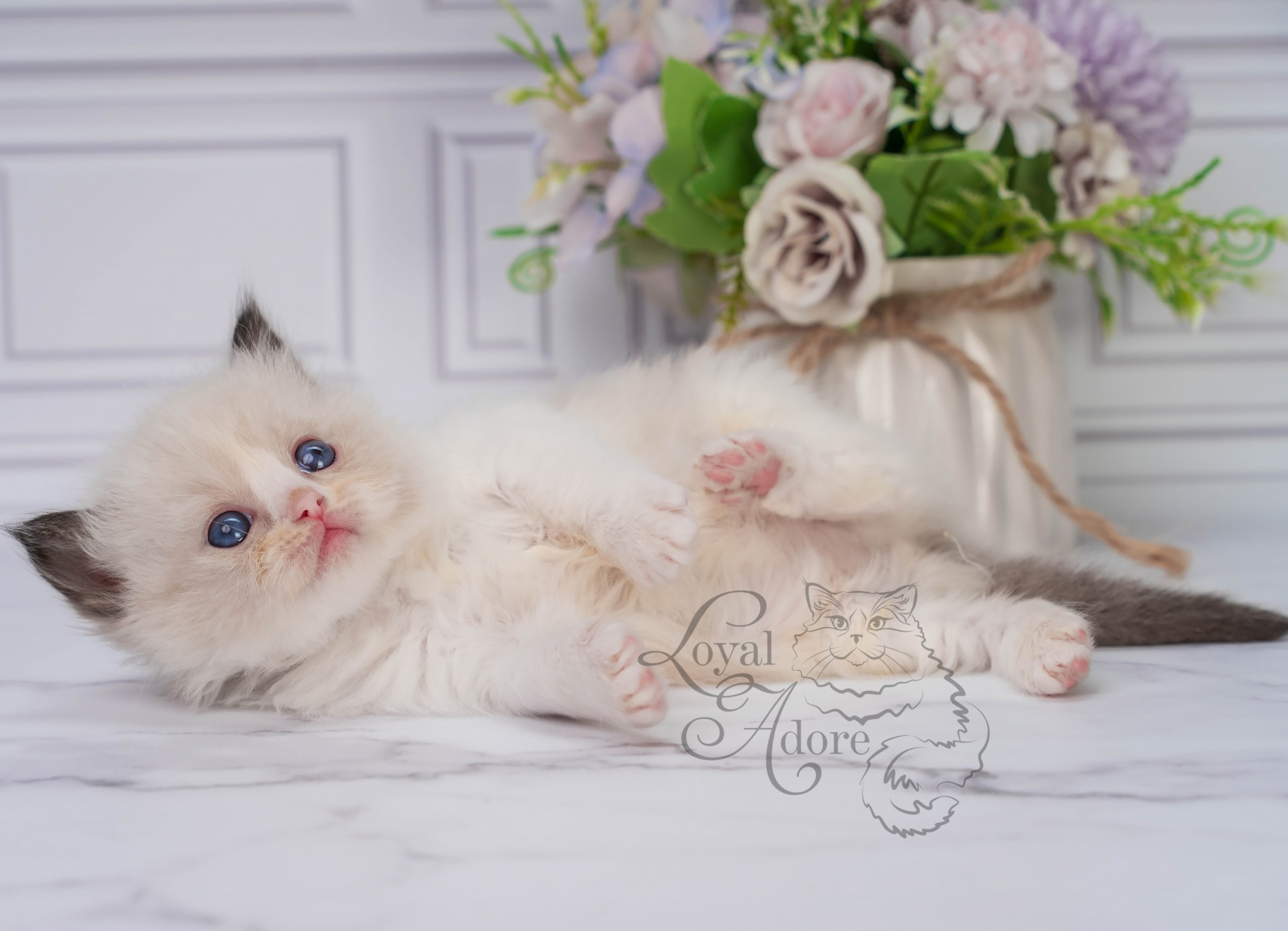 Котята рэгдолл от Loyal Adore. Питомник рэгдолл Loyal Adore