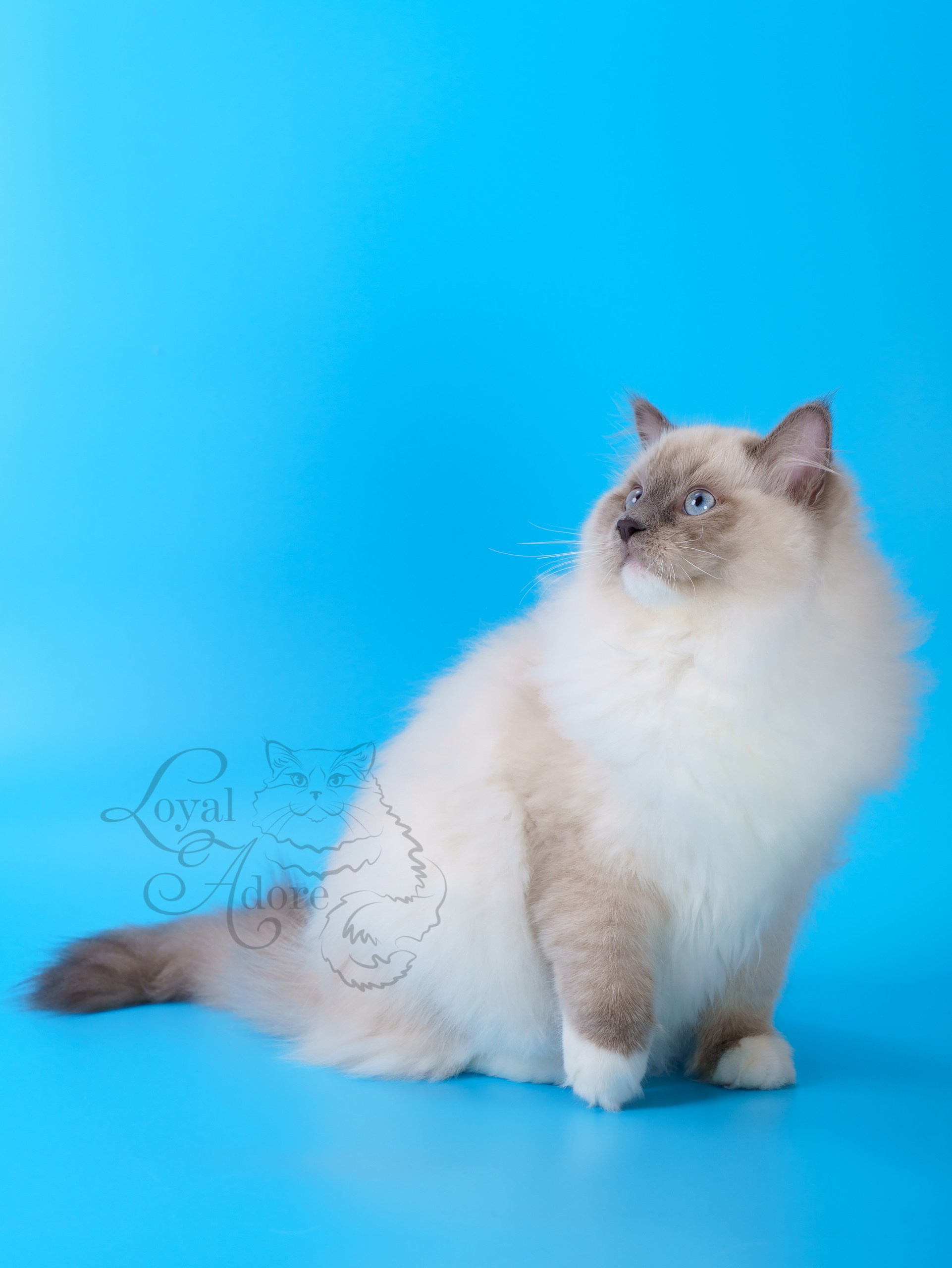 Коты производители Loyal Adore. Питомник рэгдолл Loyal Adore