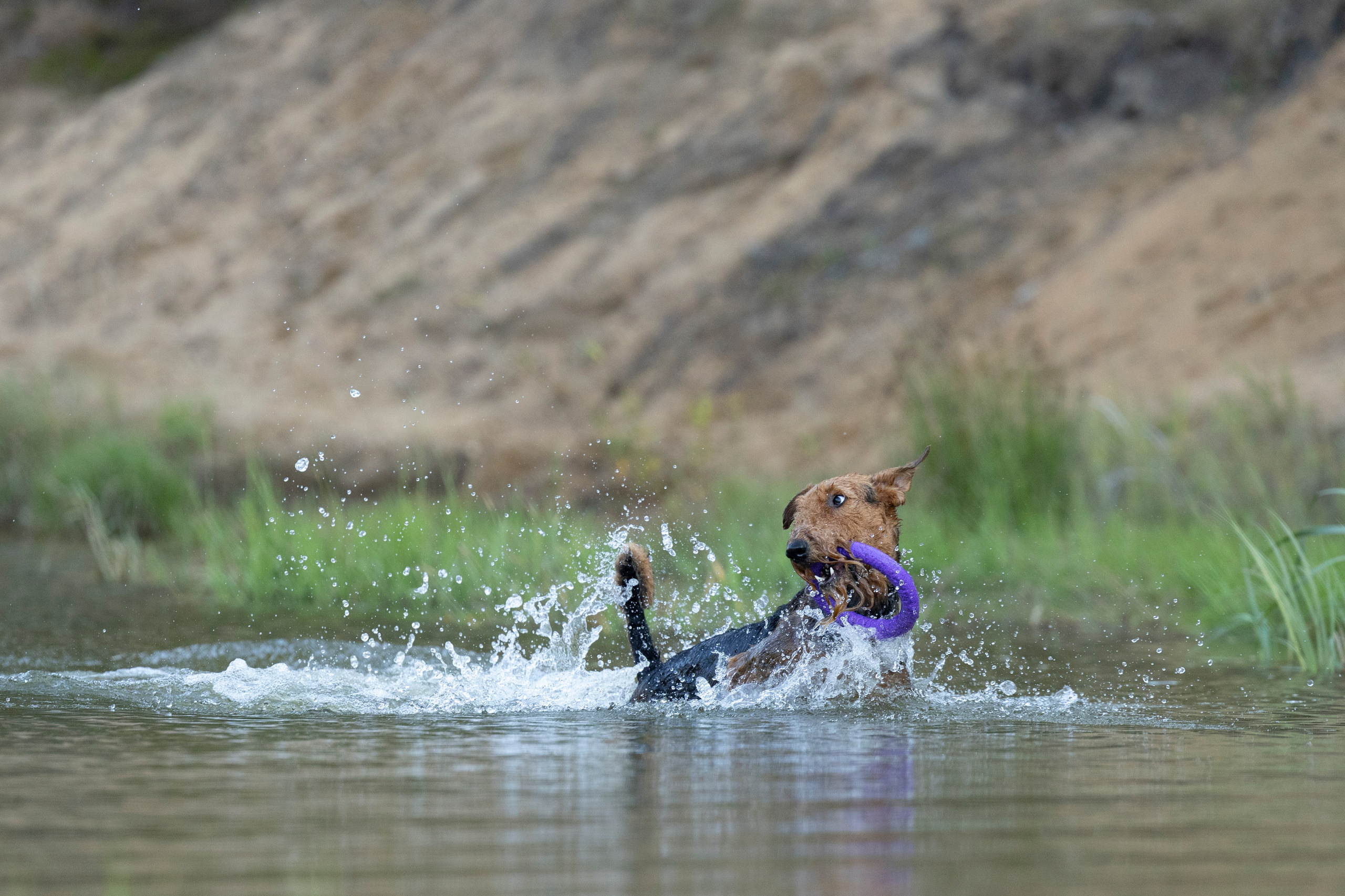 Харди. Фотограф-анималист Анна Маринич