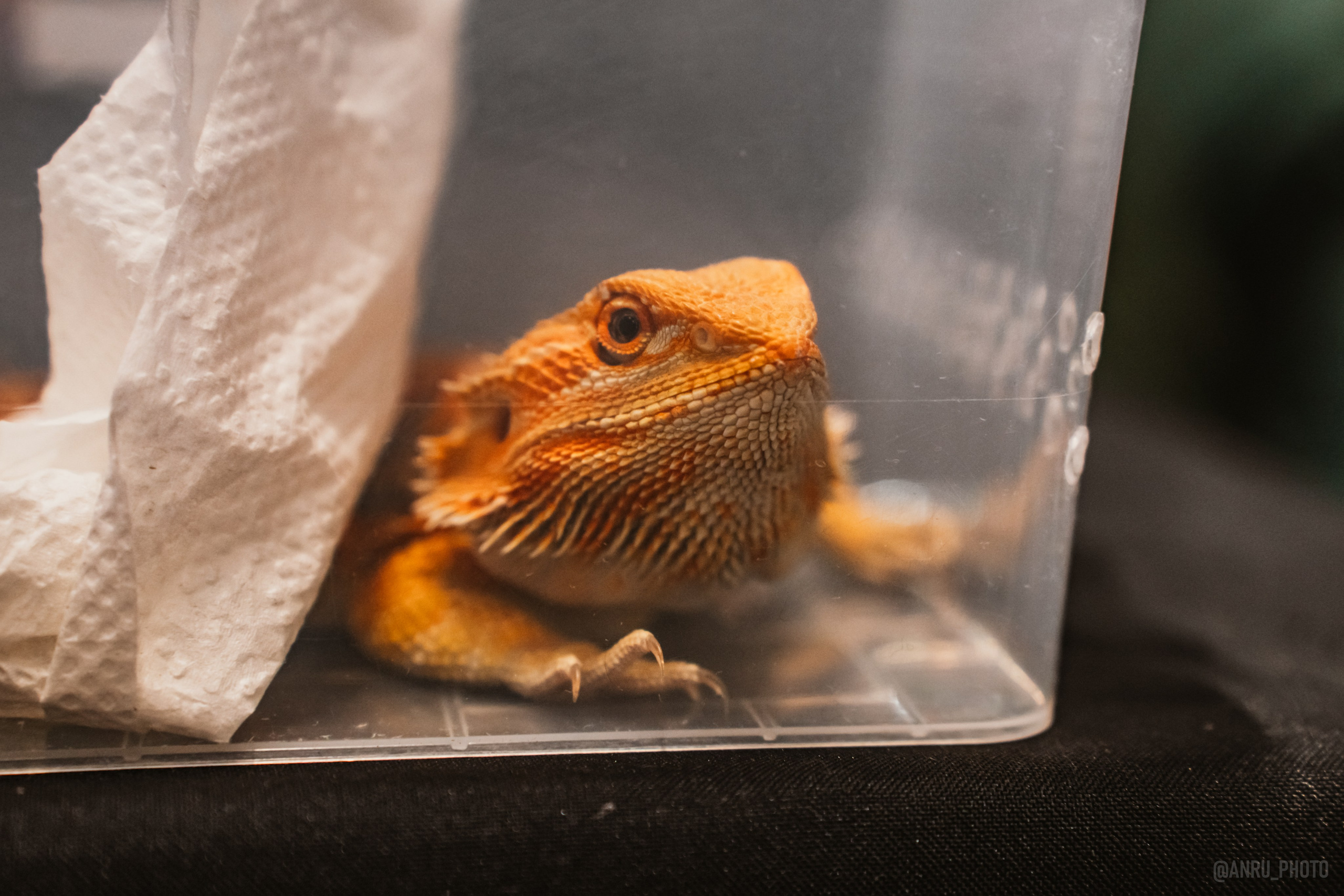 Рептилиум. Репортажный фотограф Анастасия Рубцова