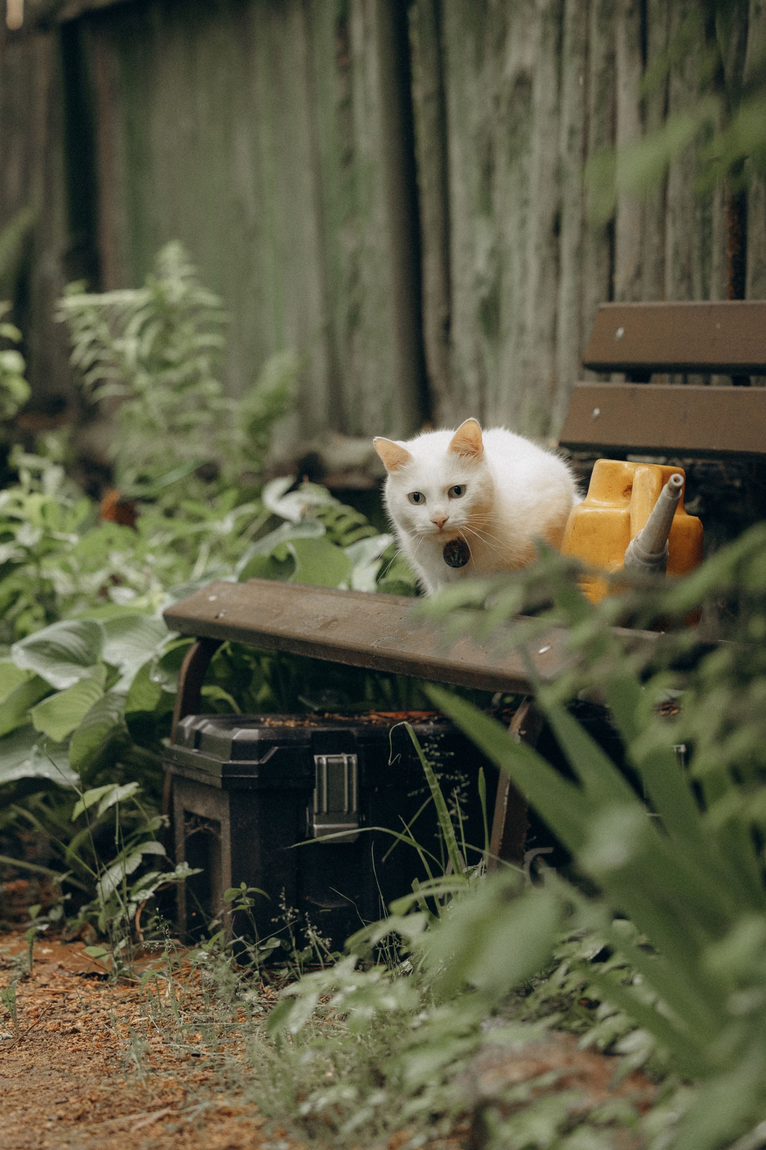 Настасья и кот Шалфей. Фотограф анималист в Казани Алина Сулейманова. Фотограф животных