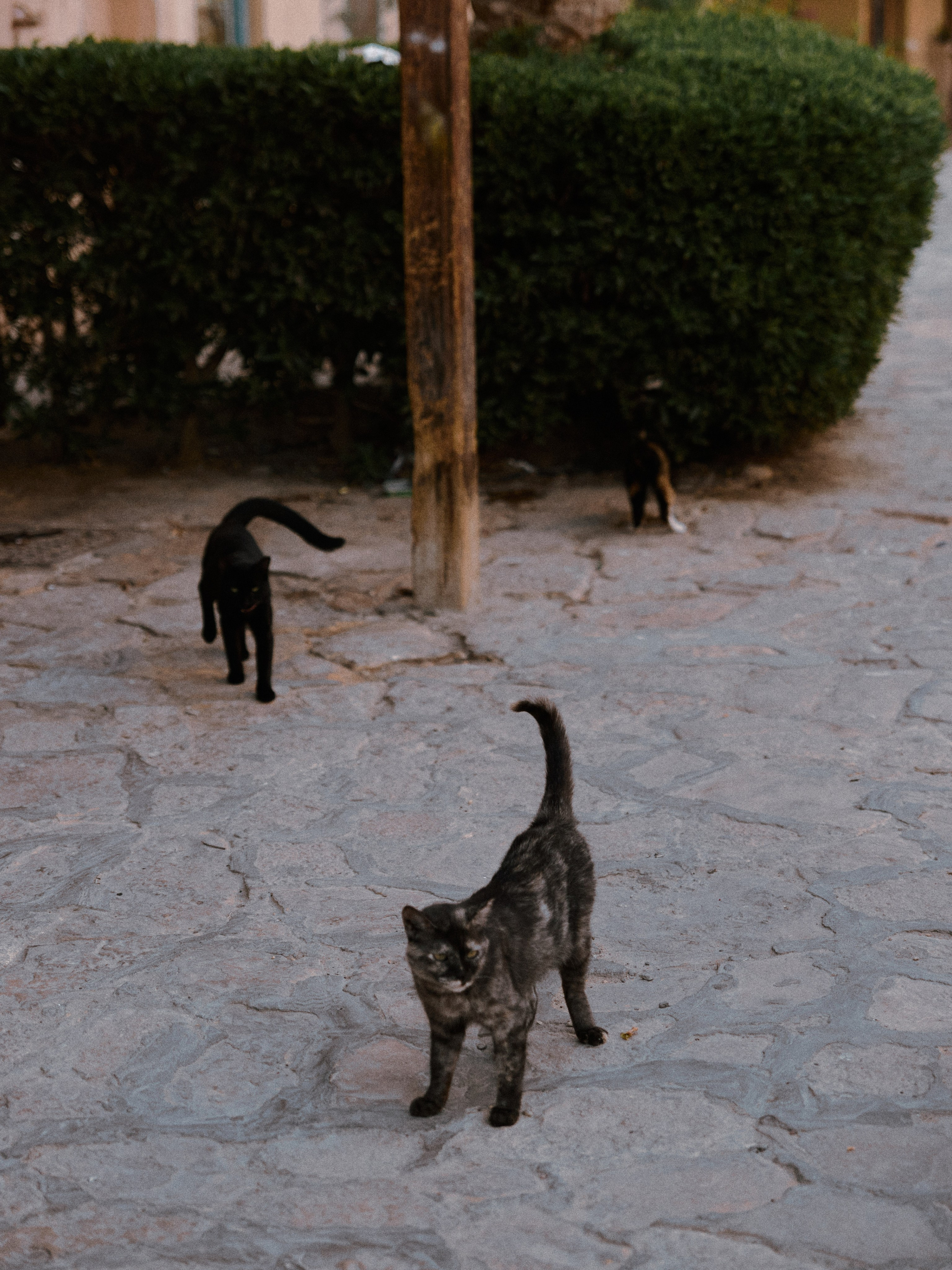 Другое 2. Jorgis Talè — photographer, kind person, teacher of arts and other mag