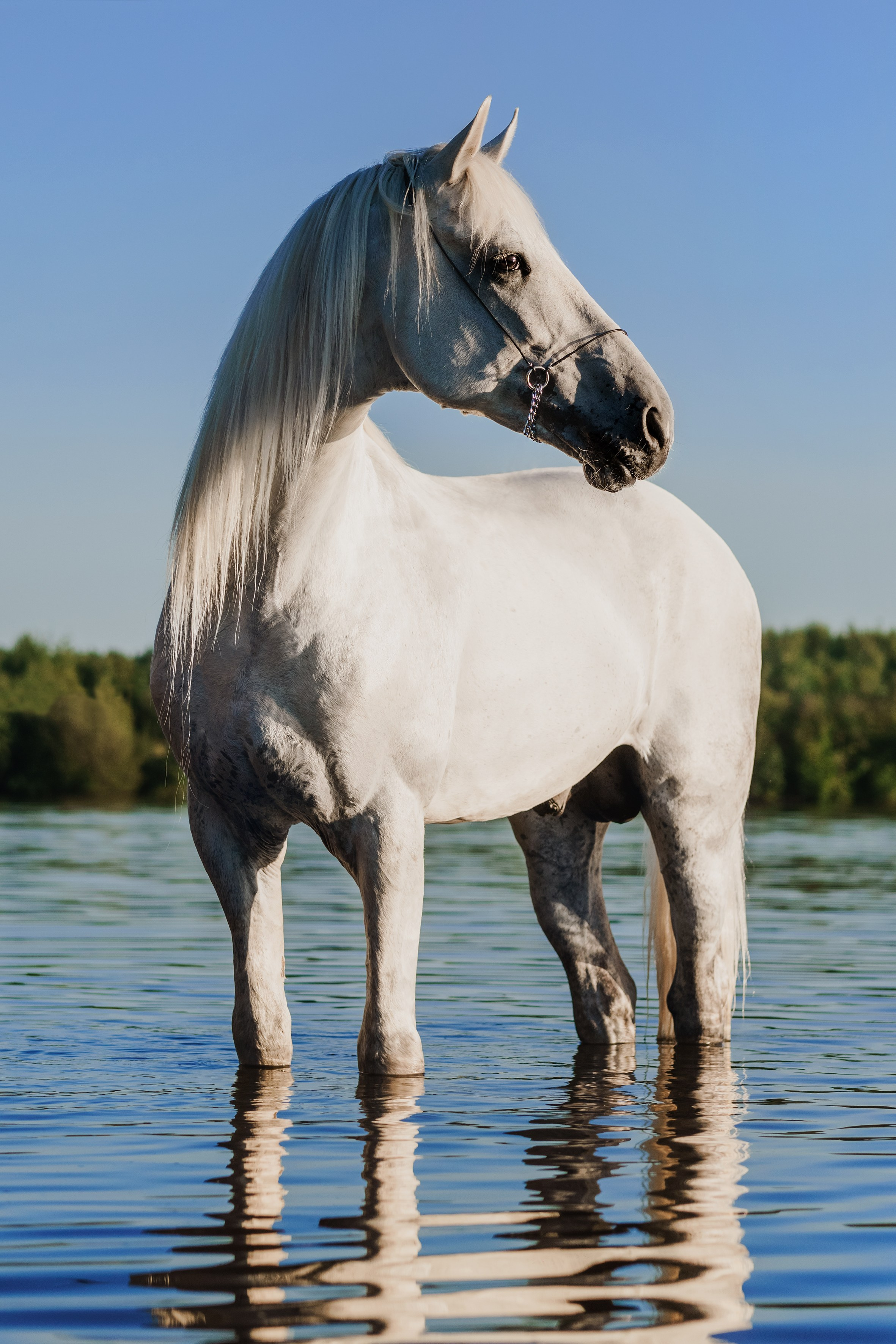 Life with horse. Saamill