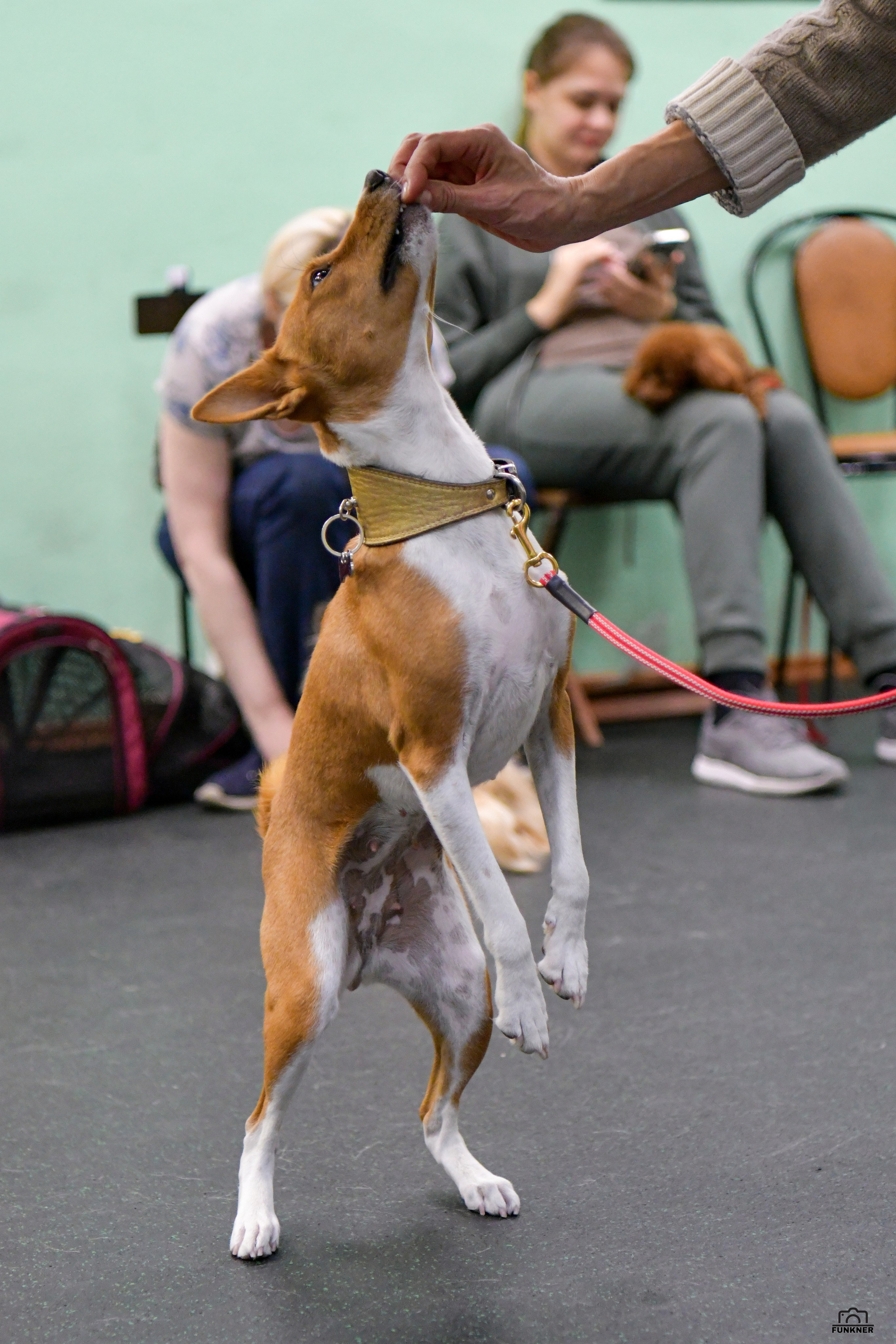 Кинологический клуб «Бодрый хвост». Свой взгляд через объектив
