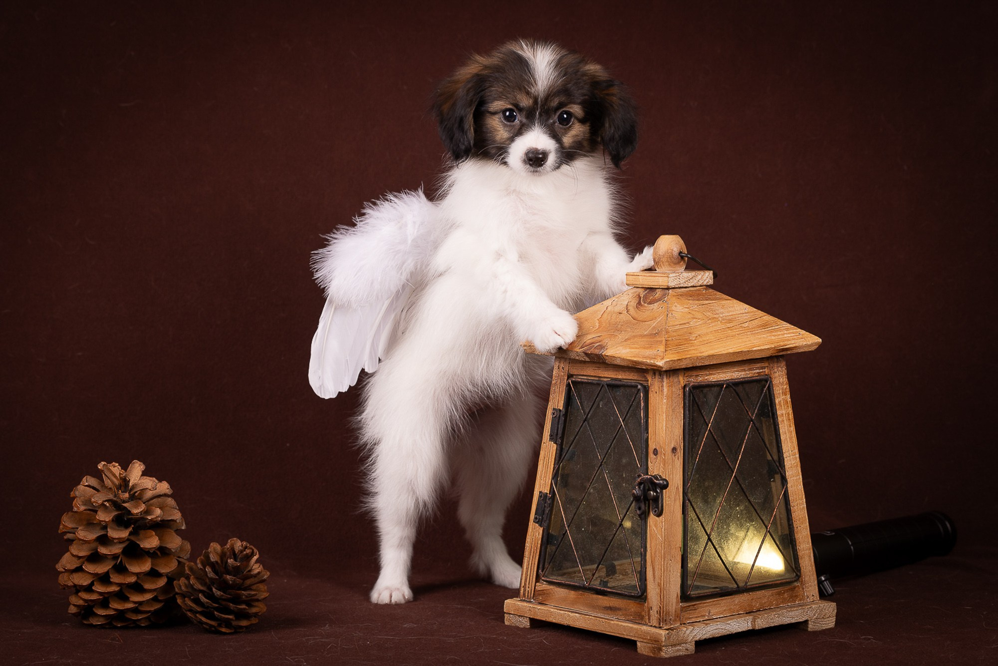 Фотосъёмки щенков. Фотограф-анималист Natalia Deingel | Фотосъемка собак в Москве