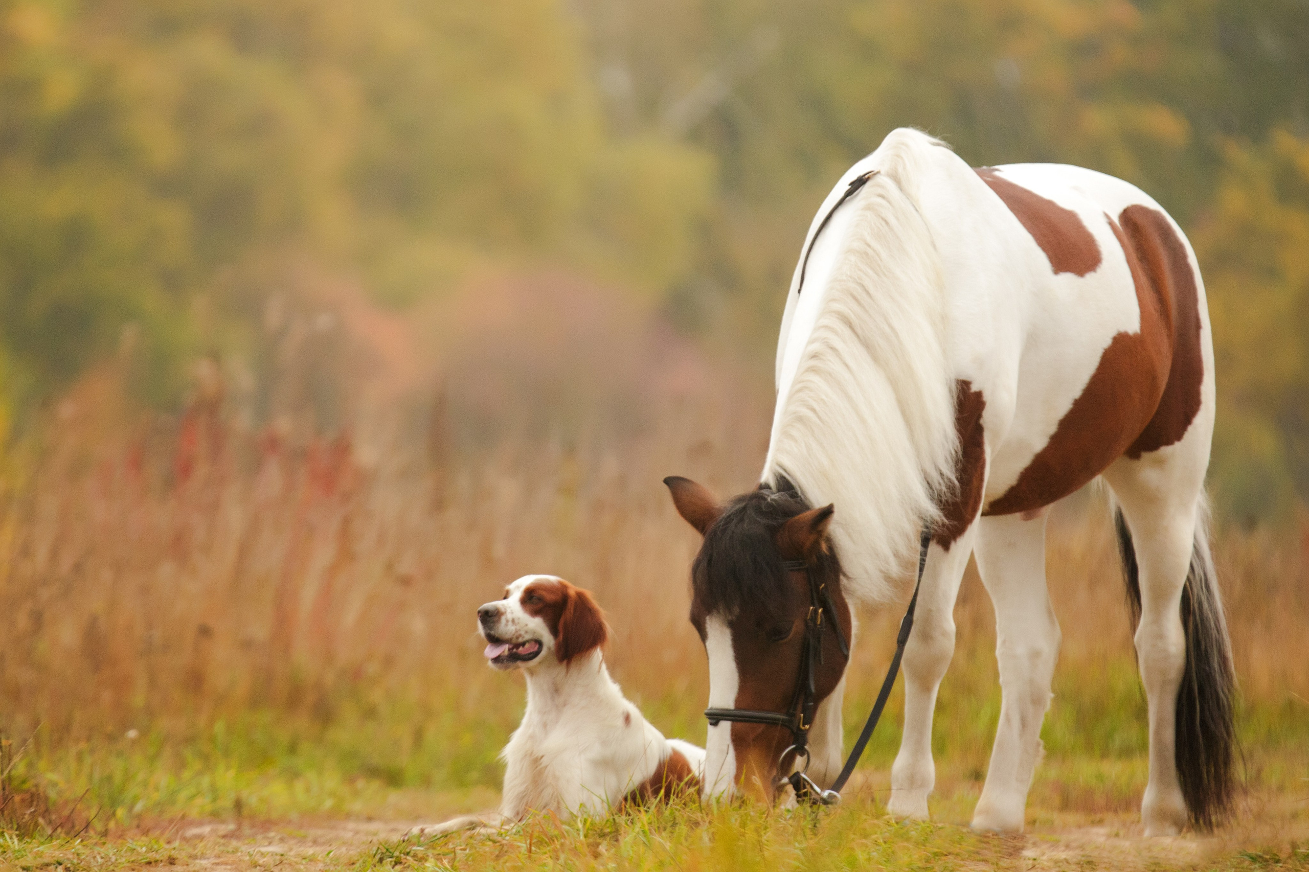 Ирландский красно-белый сеттер Шамрог. Фотограф-анималист Natalia Deingel | Фотосъемка собак в Москве