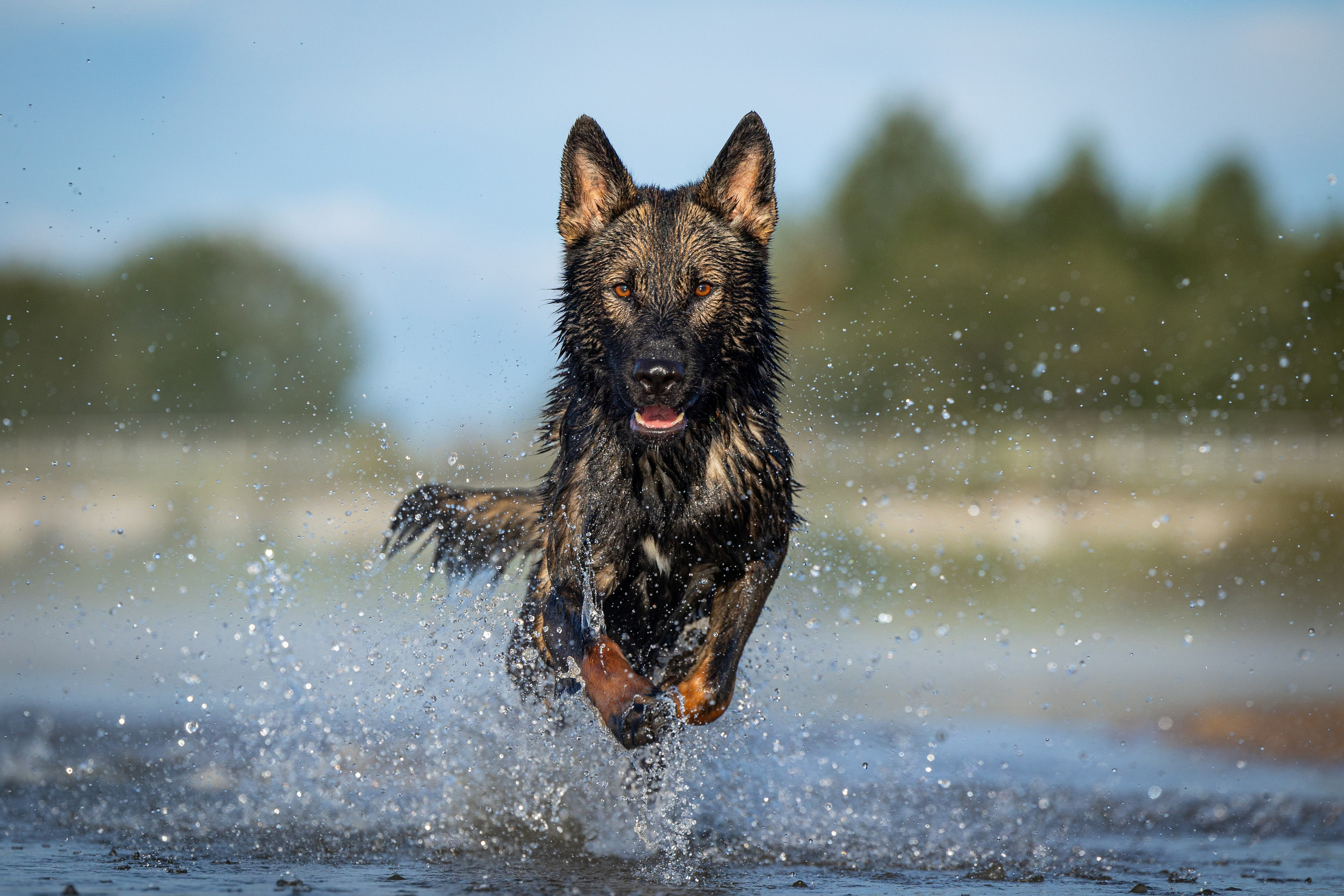 Немецкие овчарки Кетчер и Роскошь. Фотограф-анималист Natalia Deingel | Фотосъемка собак в Москве