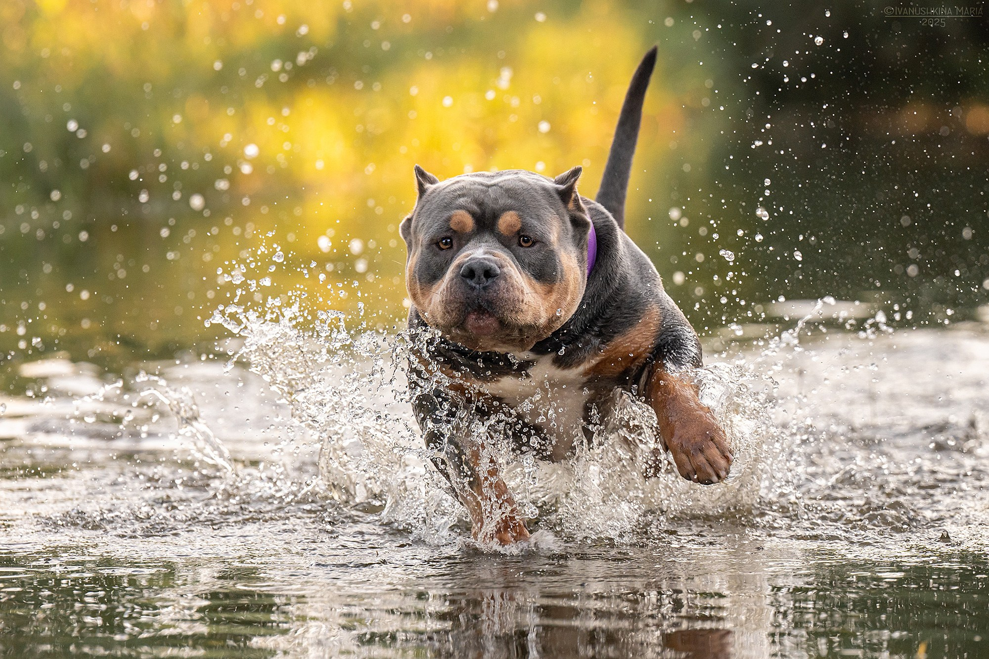 Фотограф-анималист. Фотограф собак в Москве и Московской области Иванушкина Мария