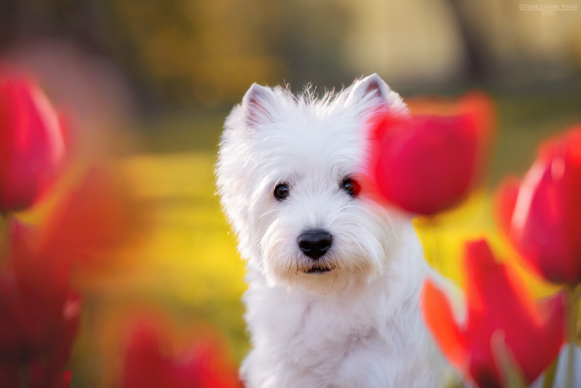 Фотограф-анималист. Фотограф собак в Москве и Московской области Иванушкина Мария