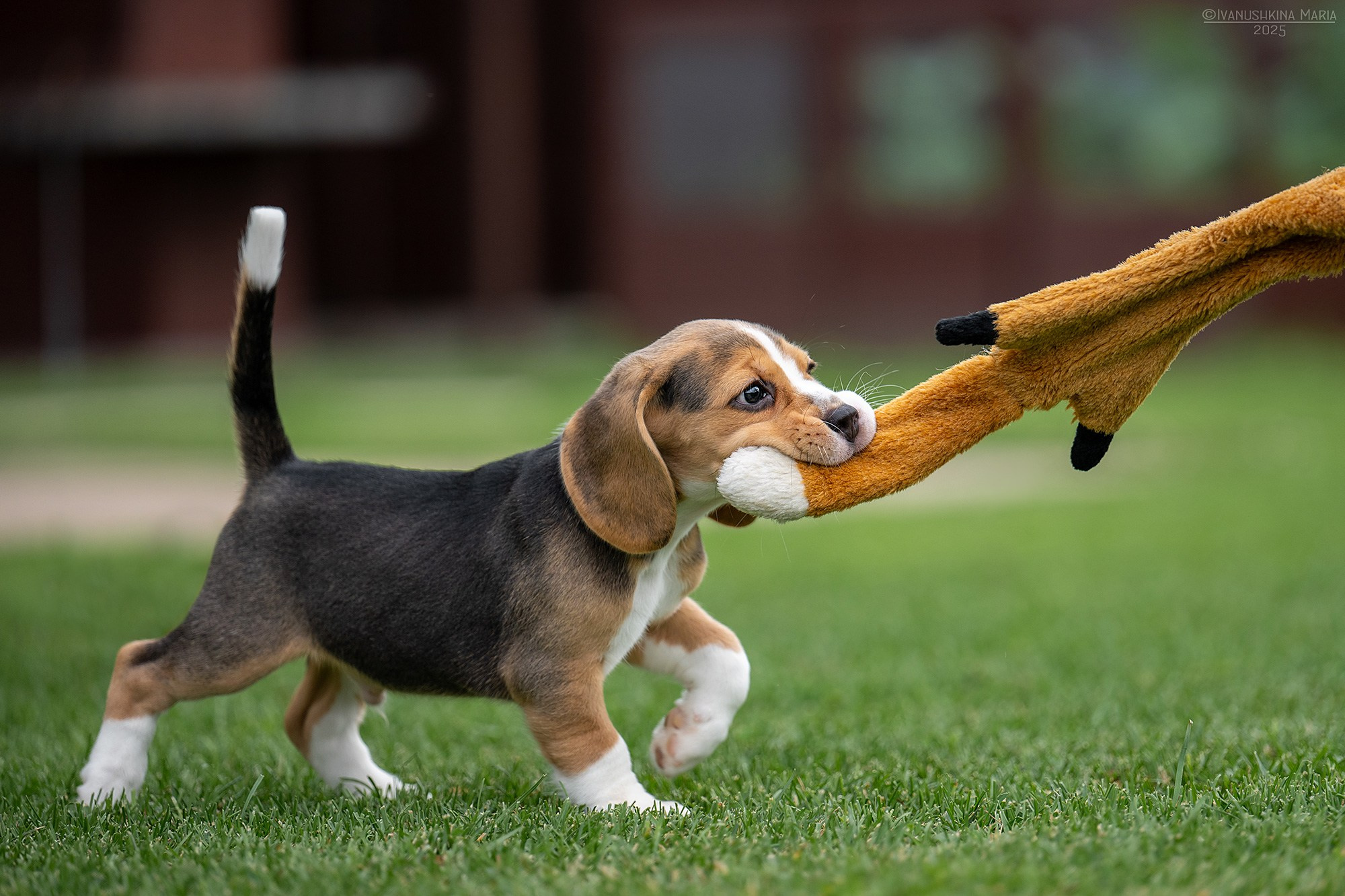 Фотосессия щенков на продажу. Фотограф собак в Москве и Московской области Иванушкина Мария