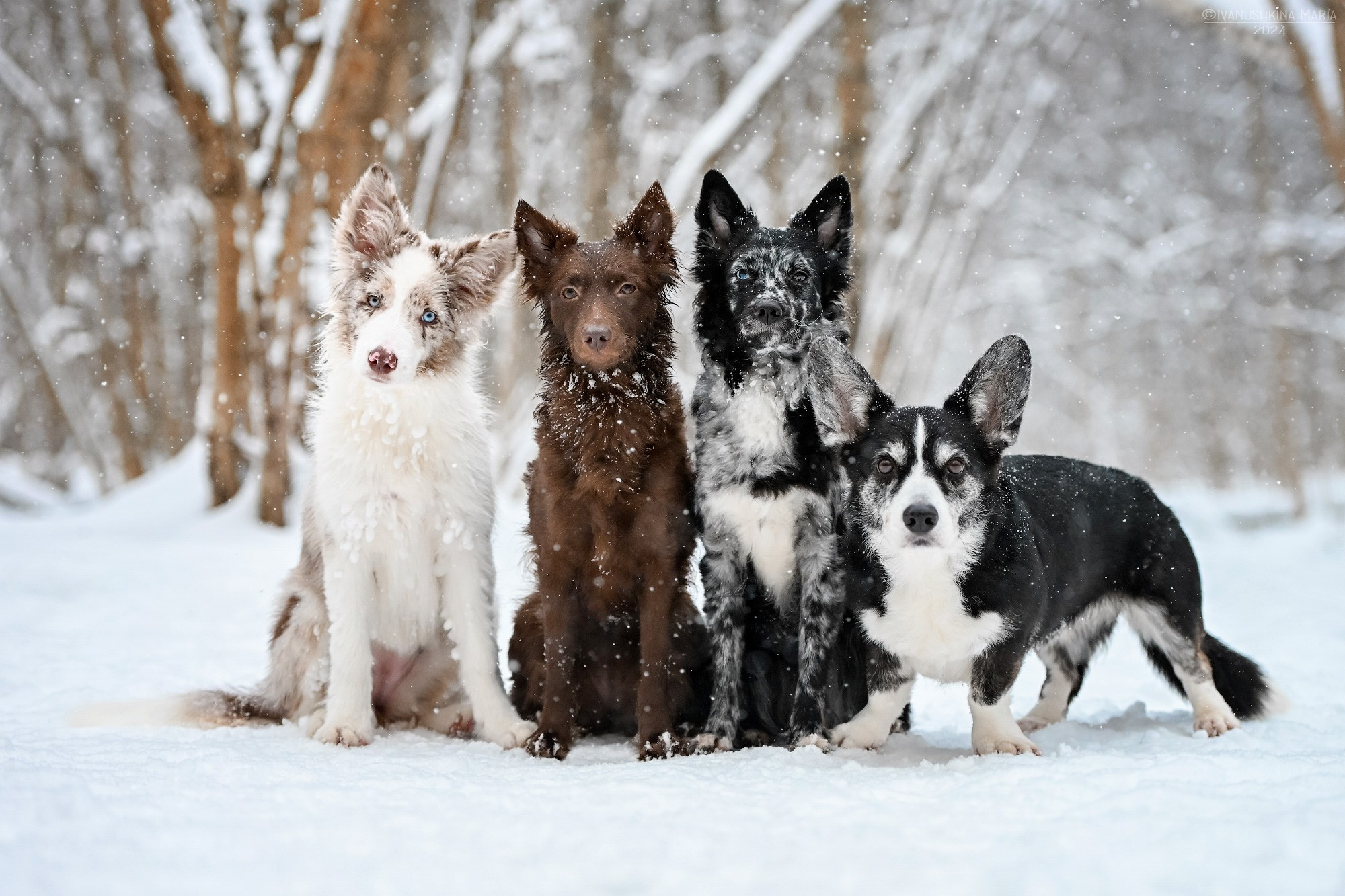 Фотограф-анималист. Фотограф собак в Москве и Московской области Иванушкина Мария