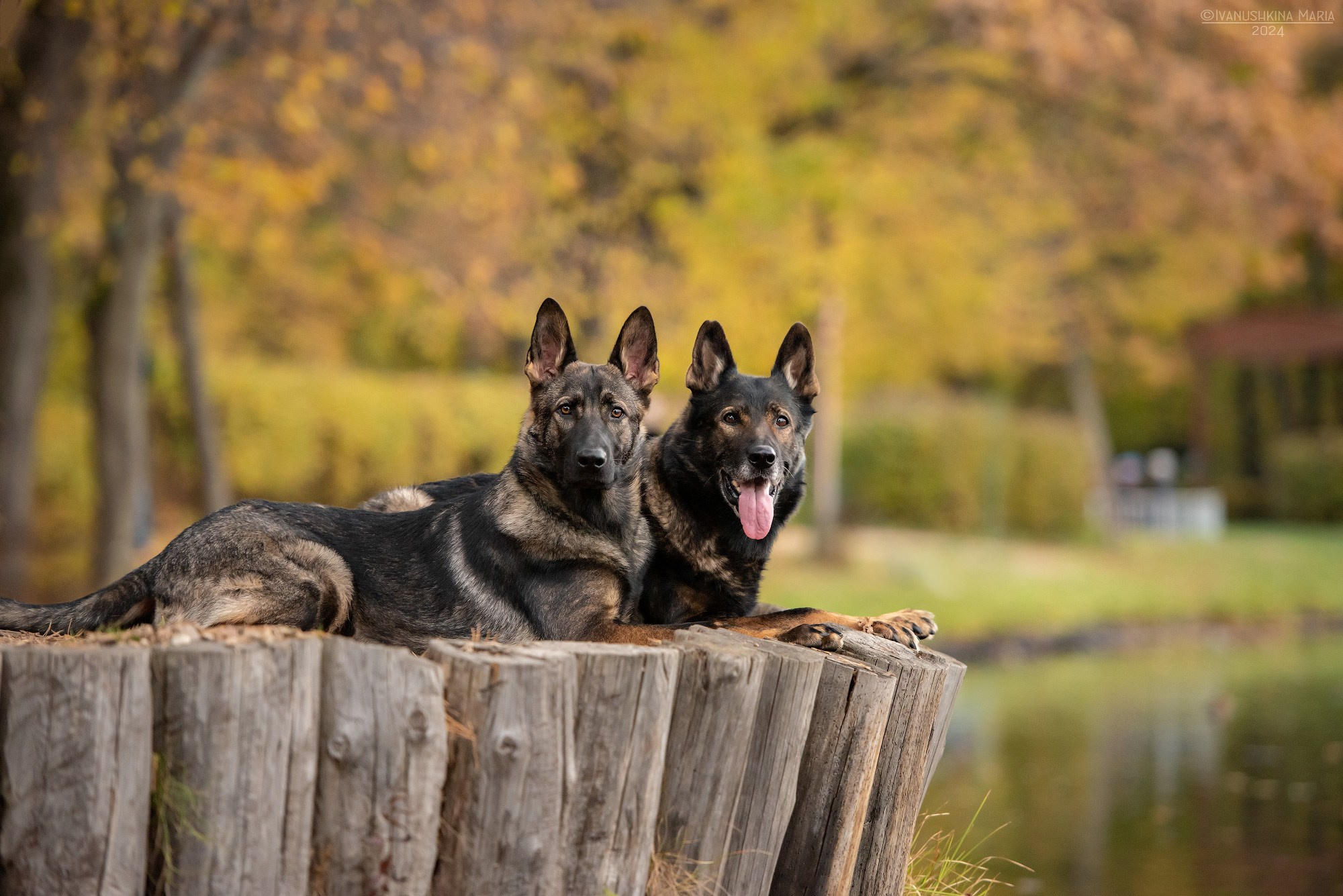 Фотограф-анималист. Фотограф собак в Москве и Московской области Иванушкина Мария