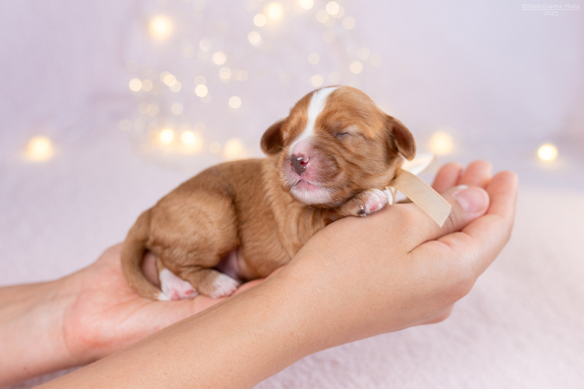 Ньюборн фотосессия щенков. Фотограф собак в Москве и Московской области Иванушкина Мария