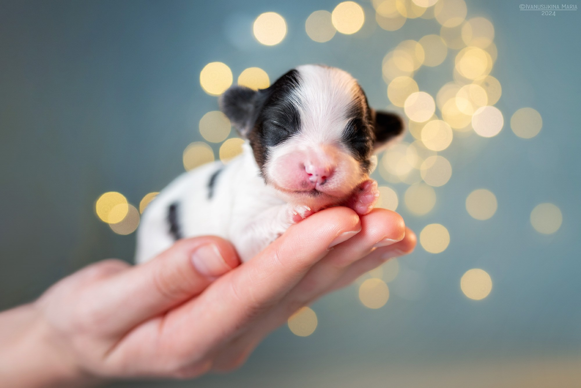 Ньюборн фотосессия щенков. Фотограф собак в Москве и Московской области Иванушкина Мария