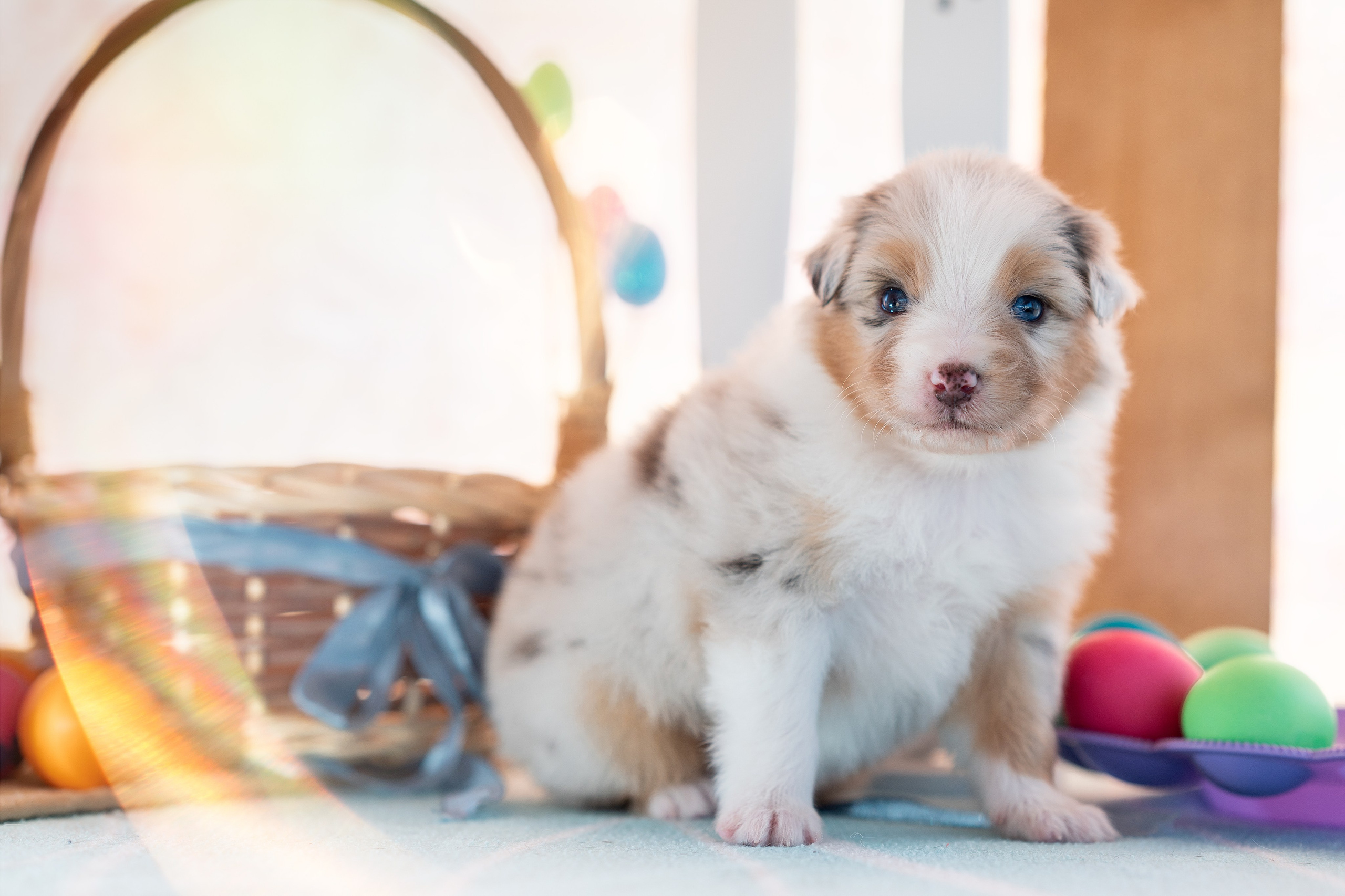 Заводчик Влада Эльман. Творческий фотограф Вологда