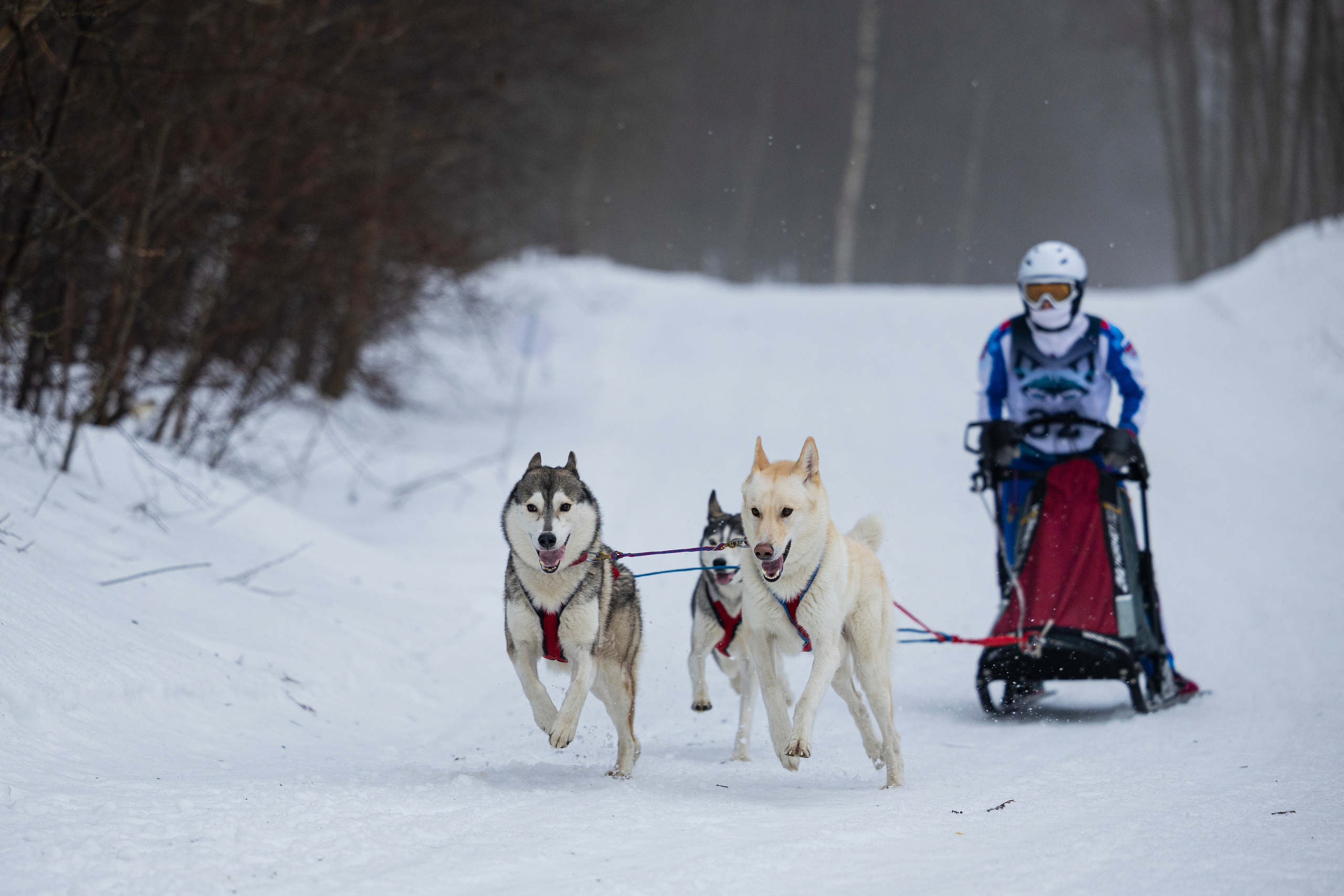 Зимний Чемпионат Санкт-Петербурга по ездовому спорту. Фотограф-анималист Анна Маринич