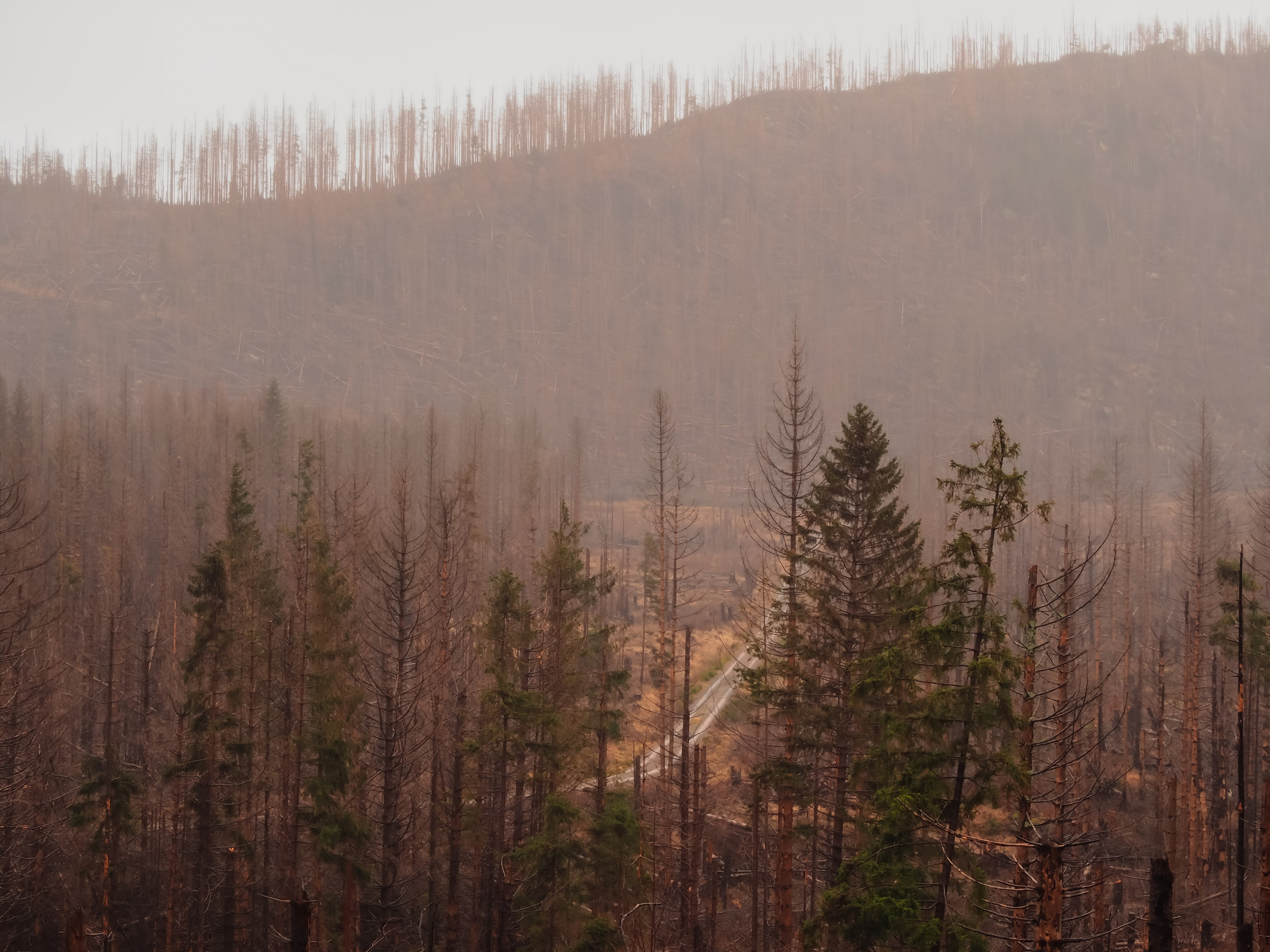 Харц. Германия. Репортажный фотограф в Берлине Александра Герман