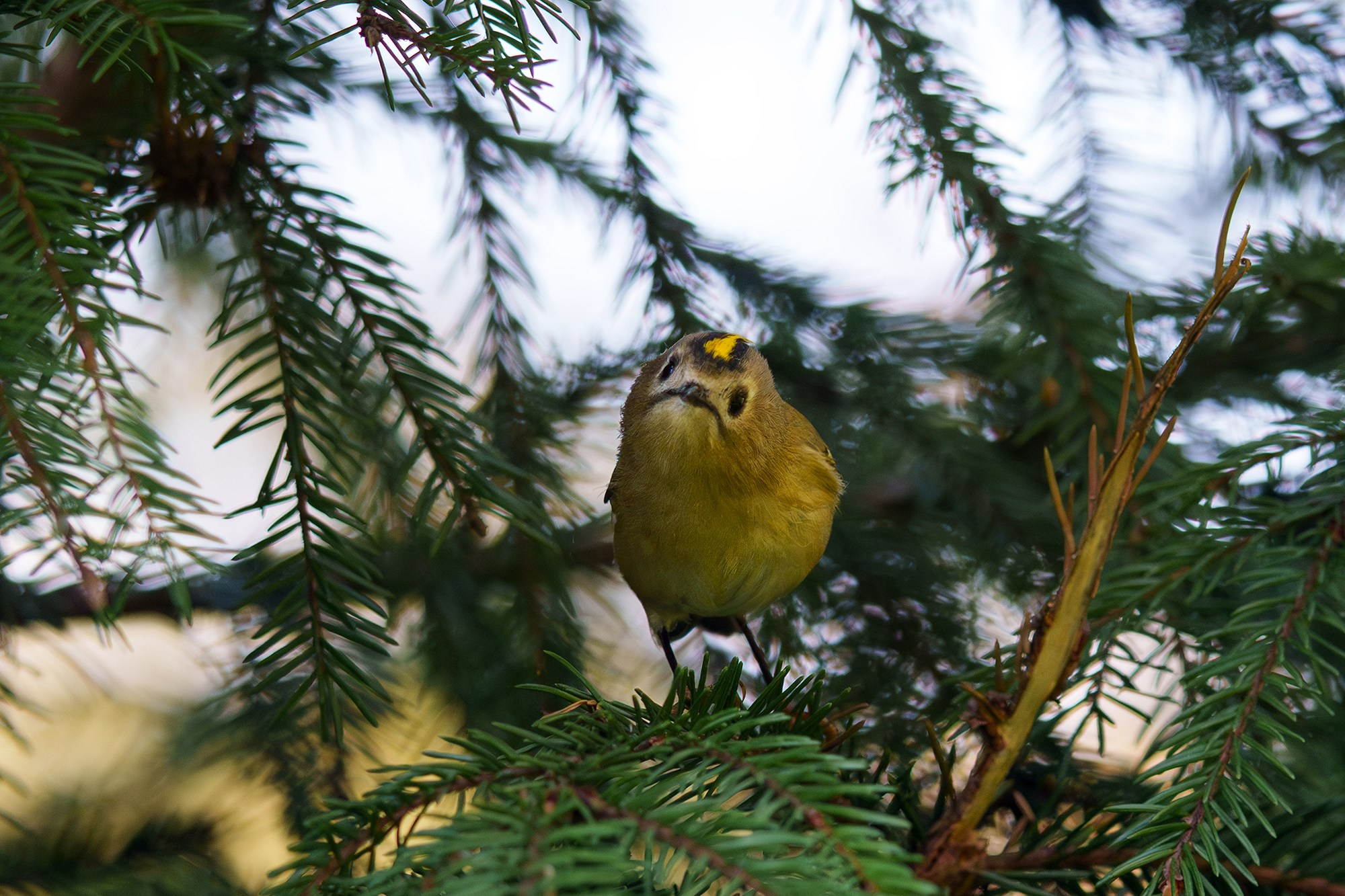 Удивительные мир птиц. Вокруг нас столько прекрасного — присмотритесь!. Ваш личный фотограф Марина Волкова
