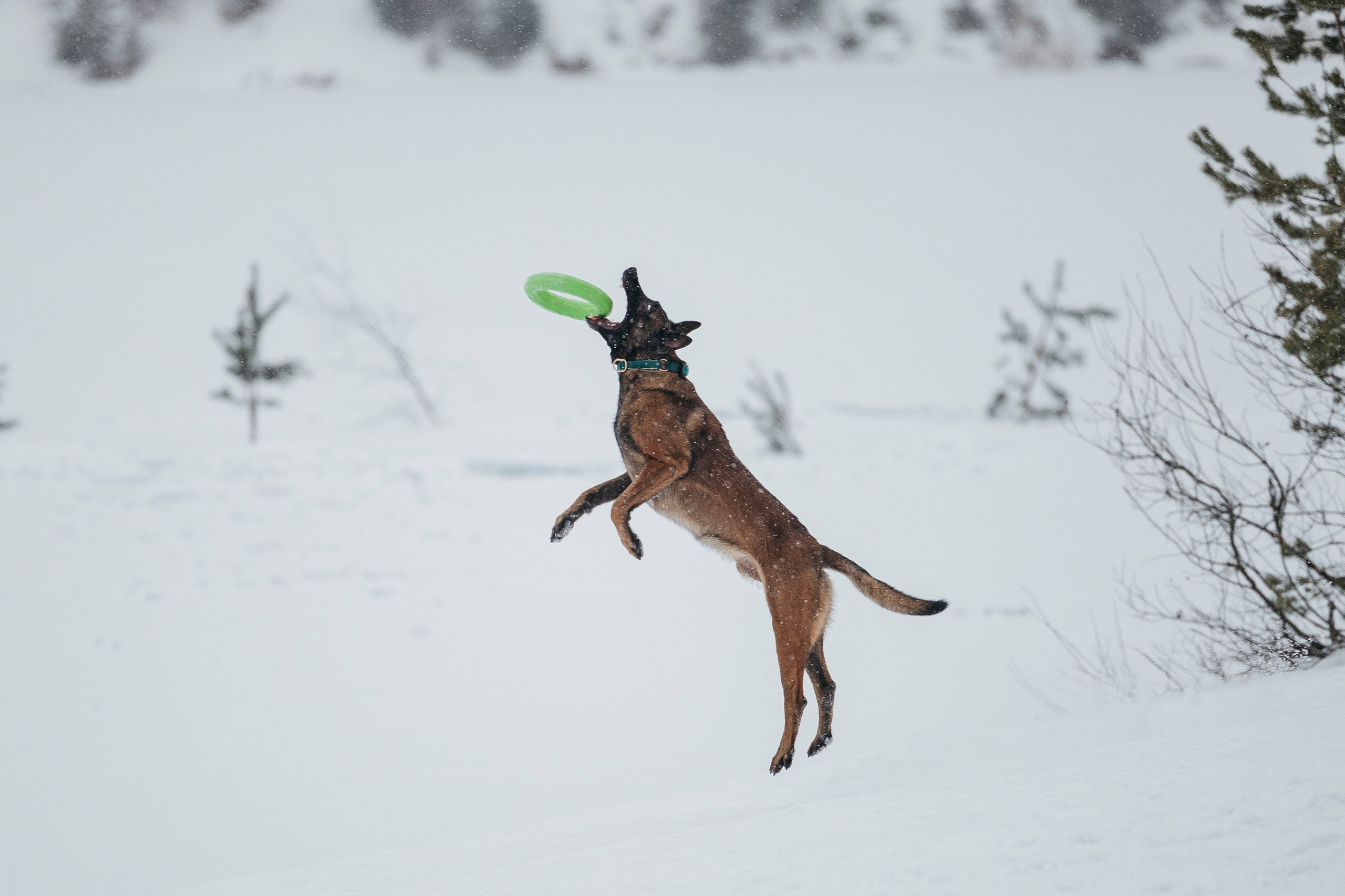 Карьер. Фотограф-анималист Анна Маринич
