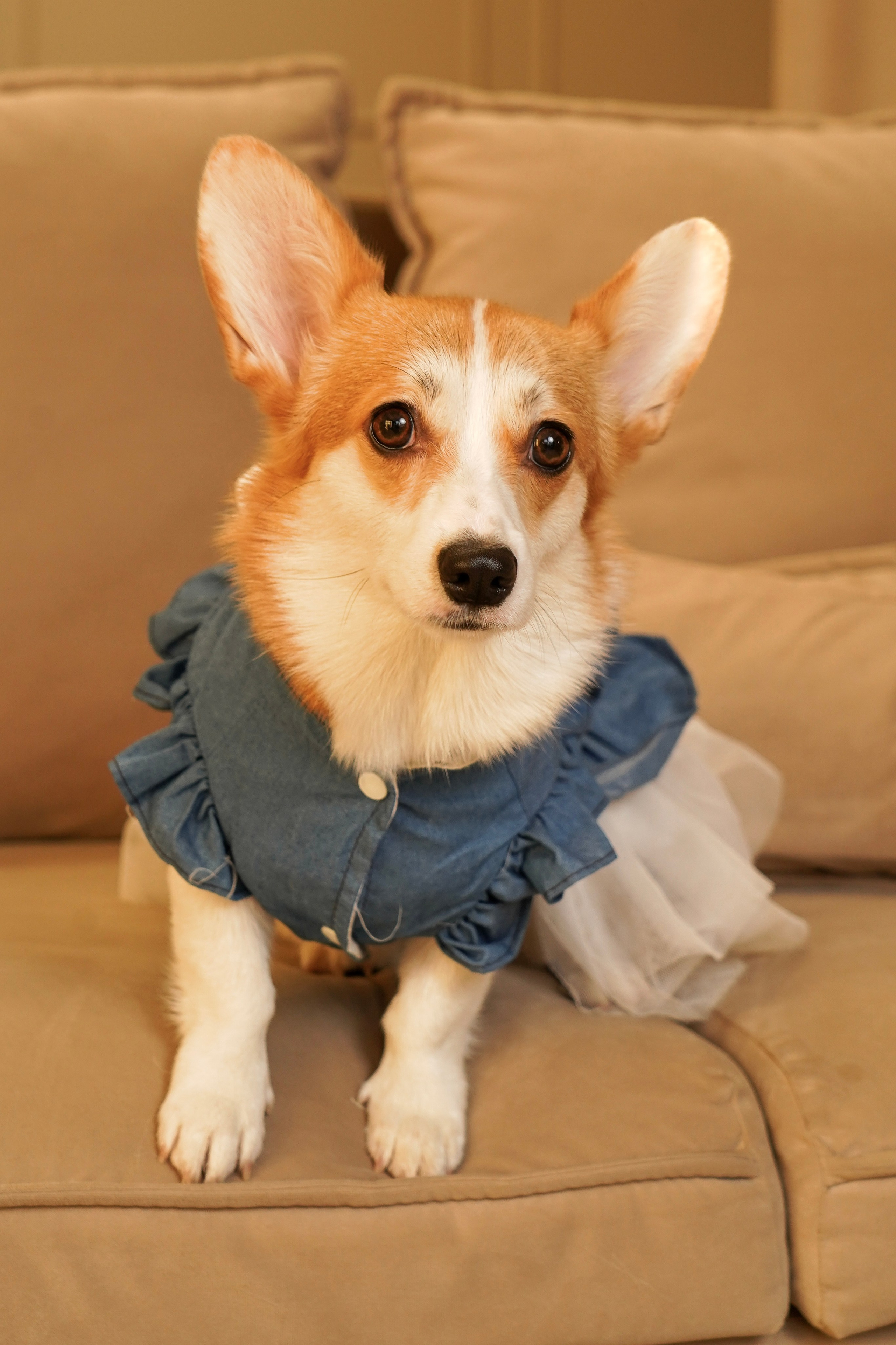 Кирилл, Анастасия и собачка Мира). Анна, фотограф Москва, Зеленоград