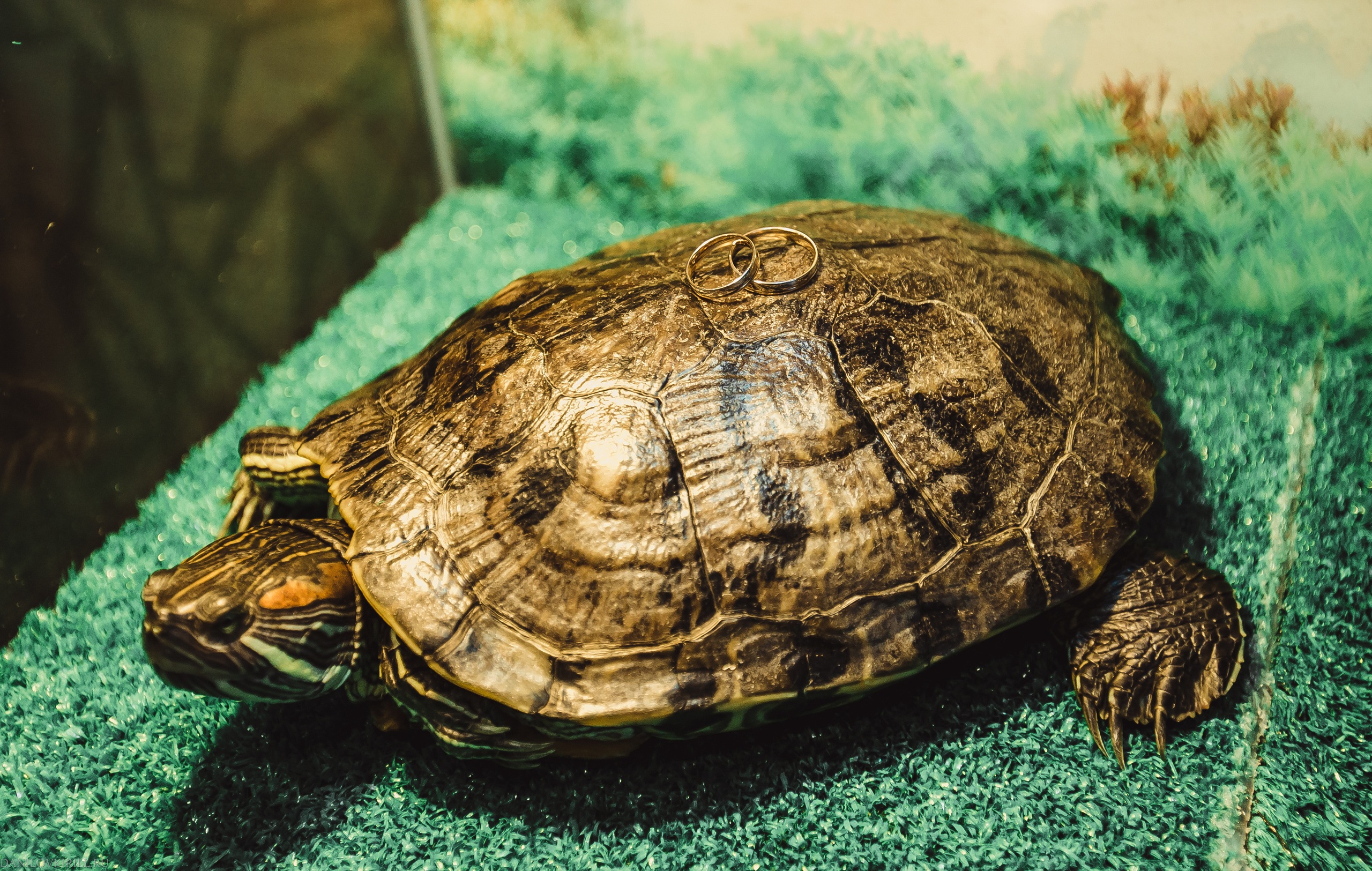 Danila & Nadezhda. Wedding photographer in California