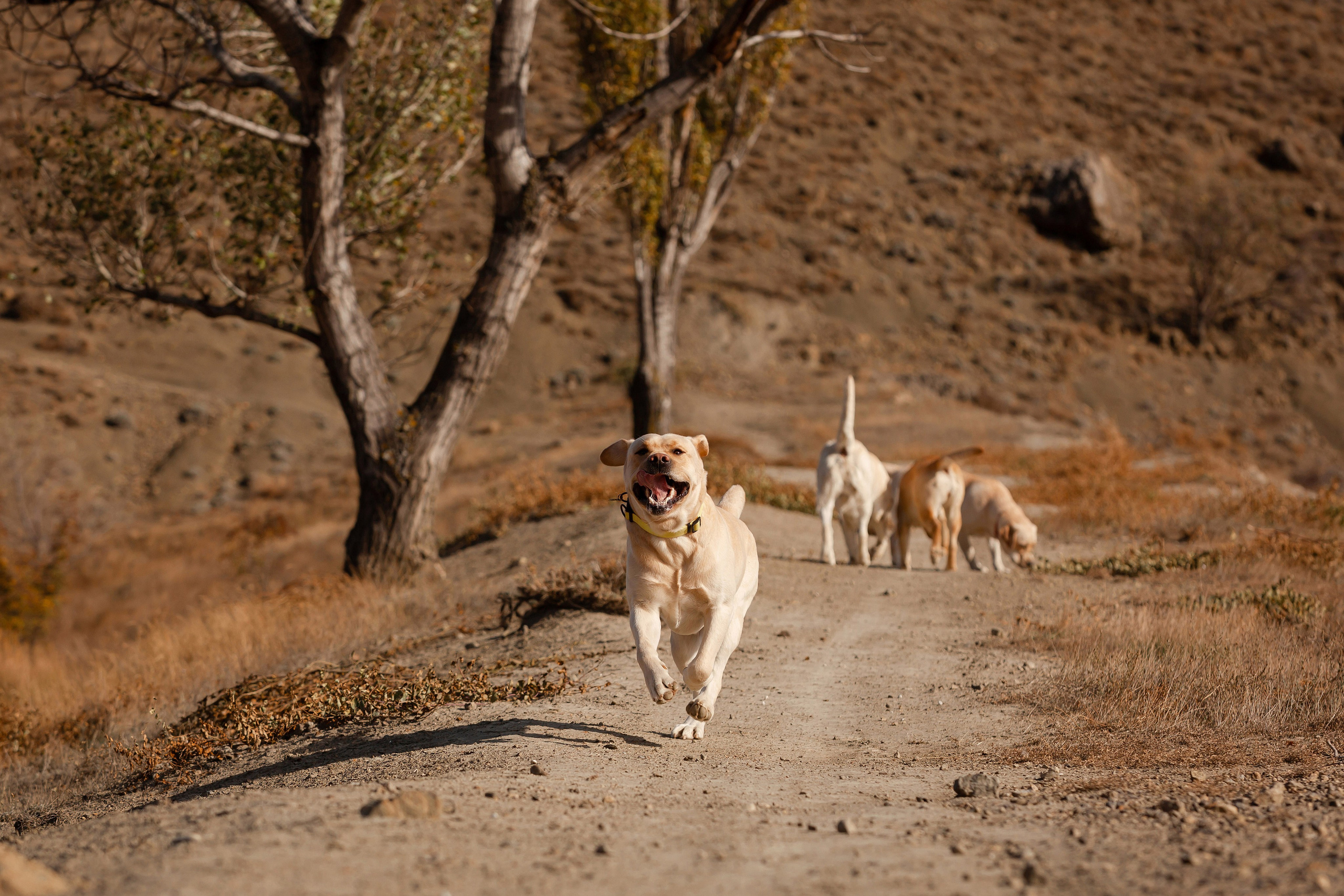 Лабрадоры и горы. Фотограф-анималист в Краснодаре Маша Мельникова