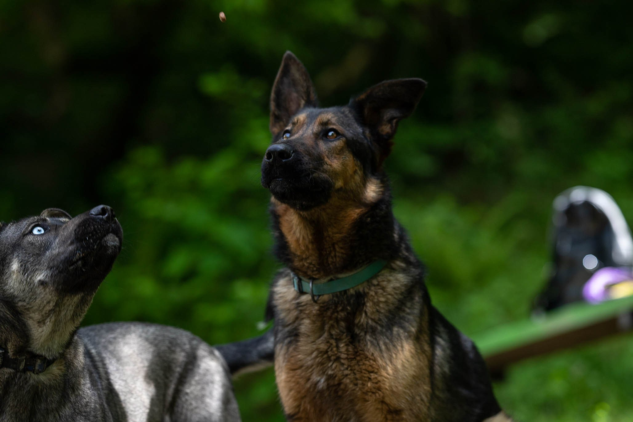 Кай и Герда. Ирина Голомб|Фотограф-анималист в  Сочи и Калининграде