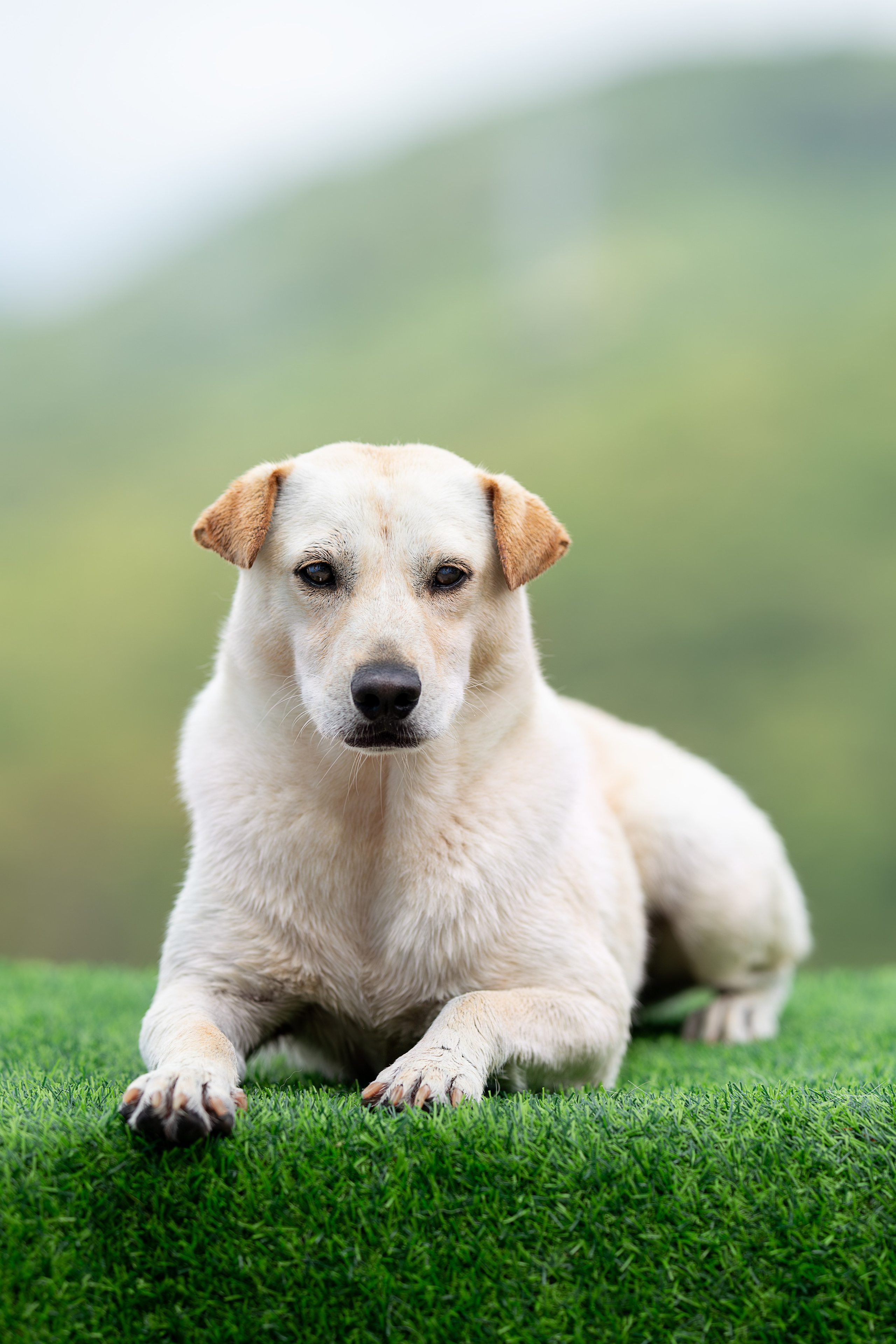 Мини-приют «Возрождение». Ирина Голомб|Фотограф-анималист в  Сочи и Калининграде