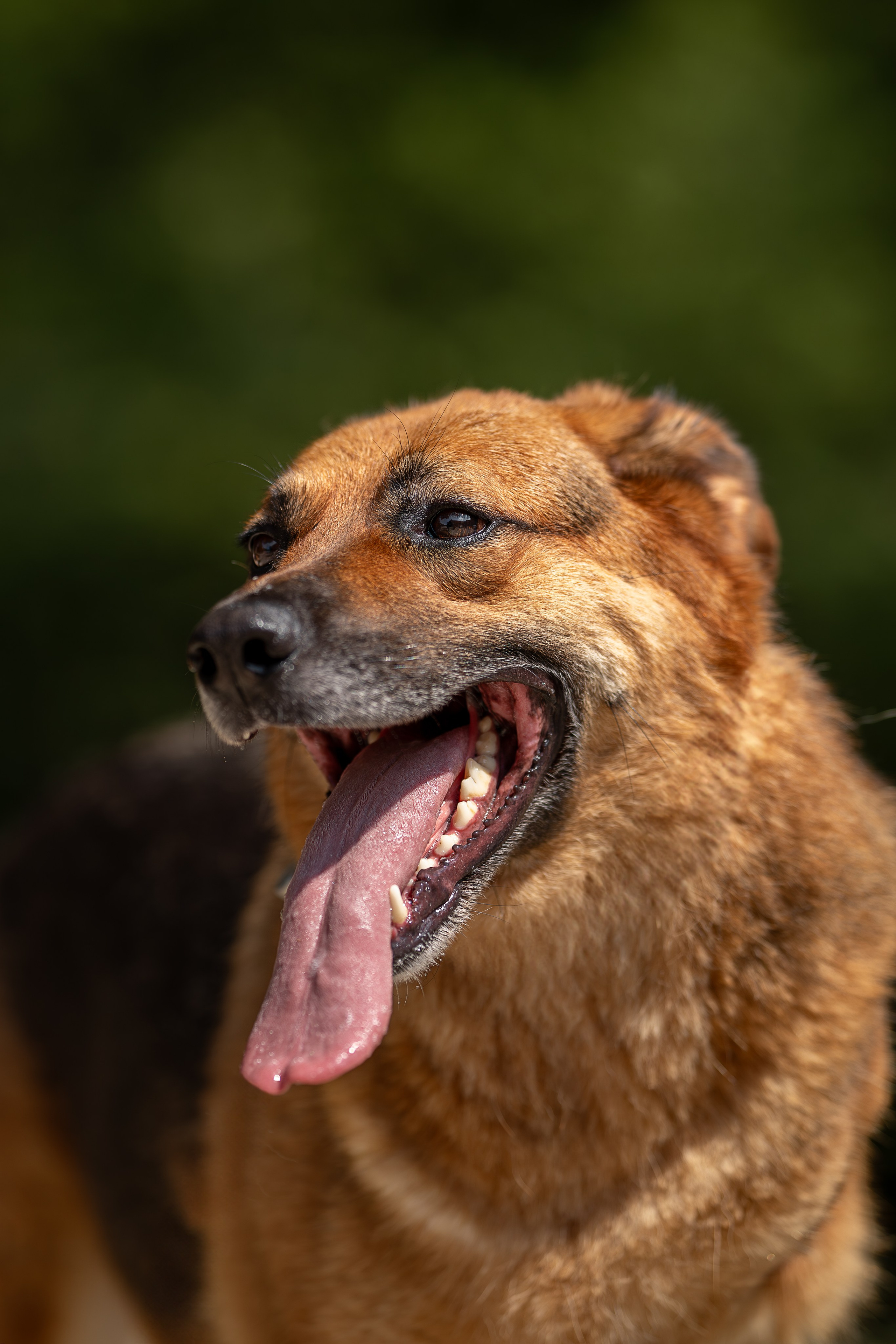 Мини-приют «Возрождение». Ирина Голомб|Фотограф-анималист в  Сочи и Калининграде