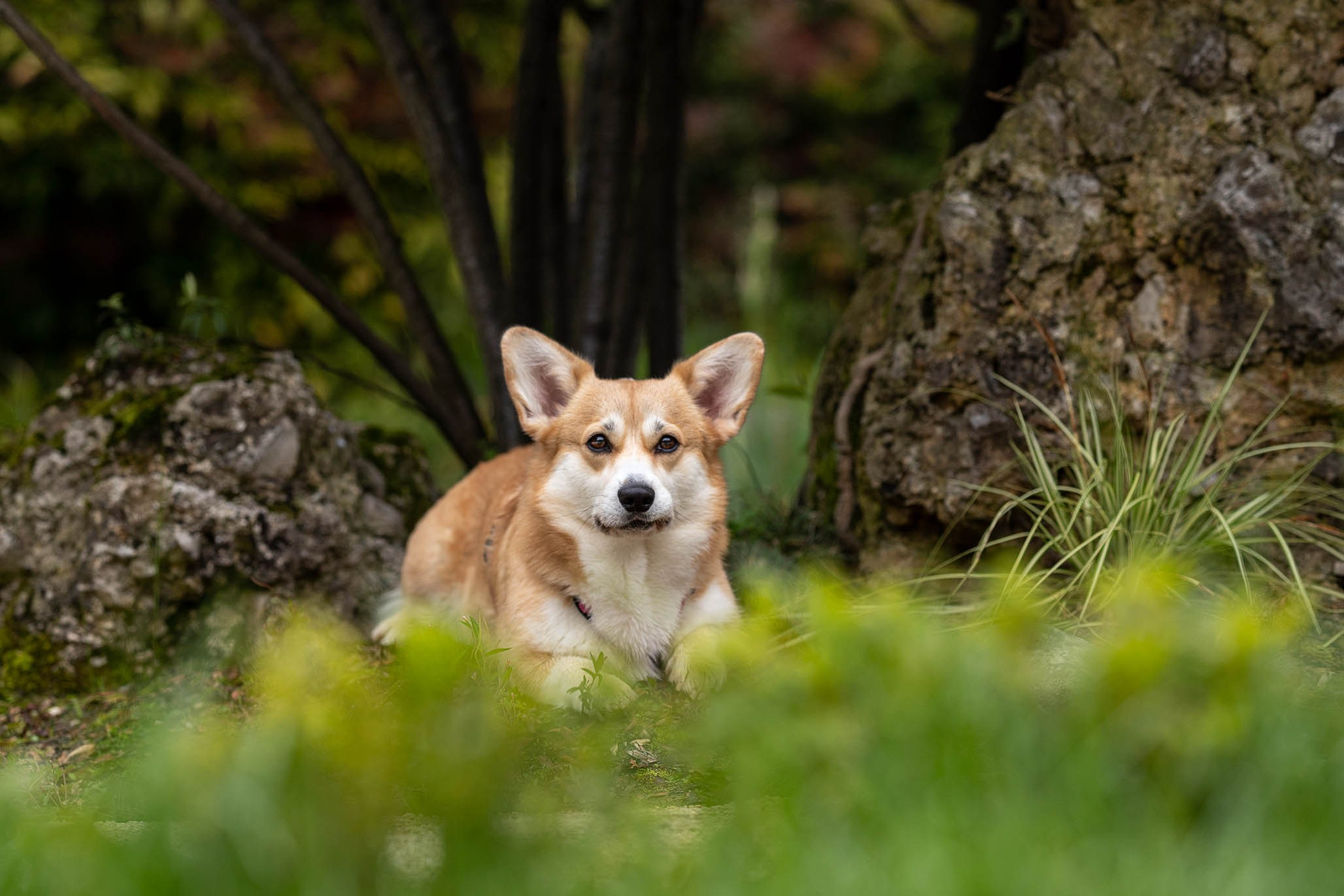 Лиса и Деви, корги. Ирина Голомб|Фотограф-анималист в  Сочи и Калининграде