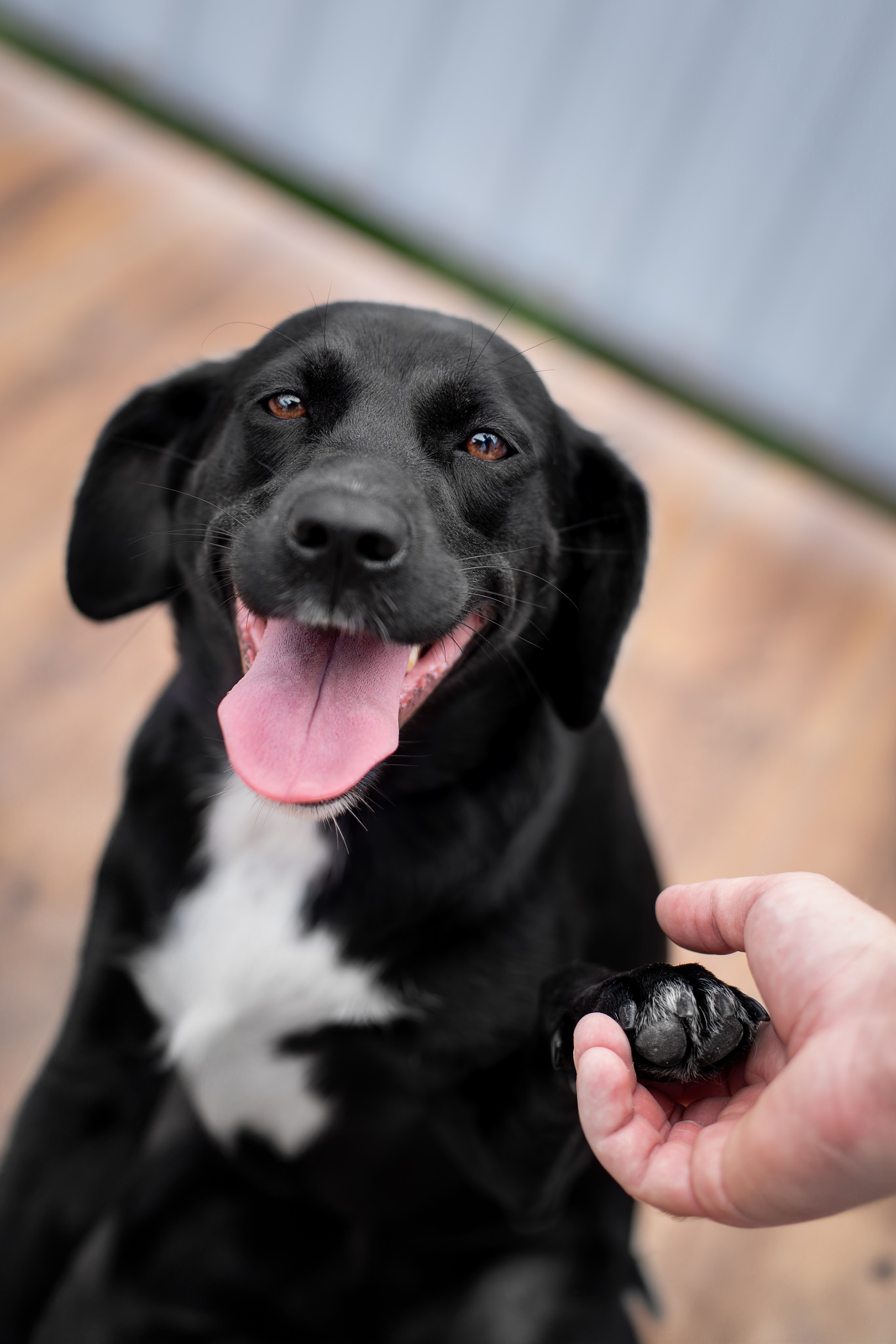 Мини-приют «Возрождение». Ирина Голомб|Фотограф-анималист в  Сочи и Калининграде