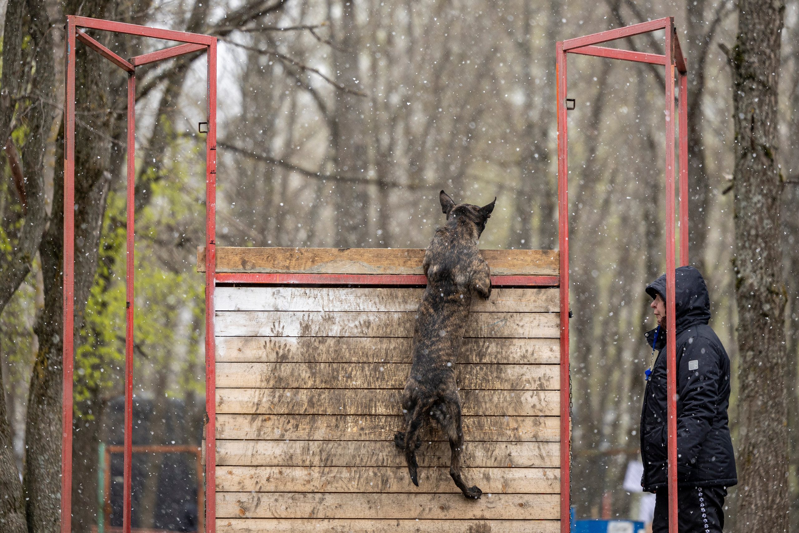 Квалификационные состязания по мондьорингу г. Вологда 11.05.24. Фотограф-анималист Анна Маринич