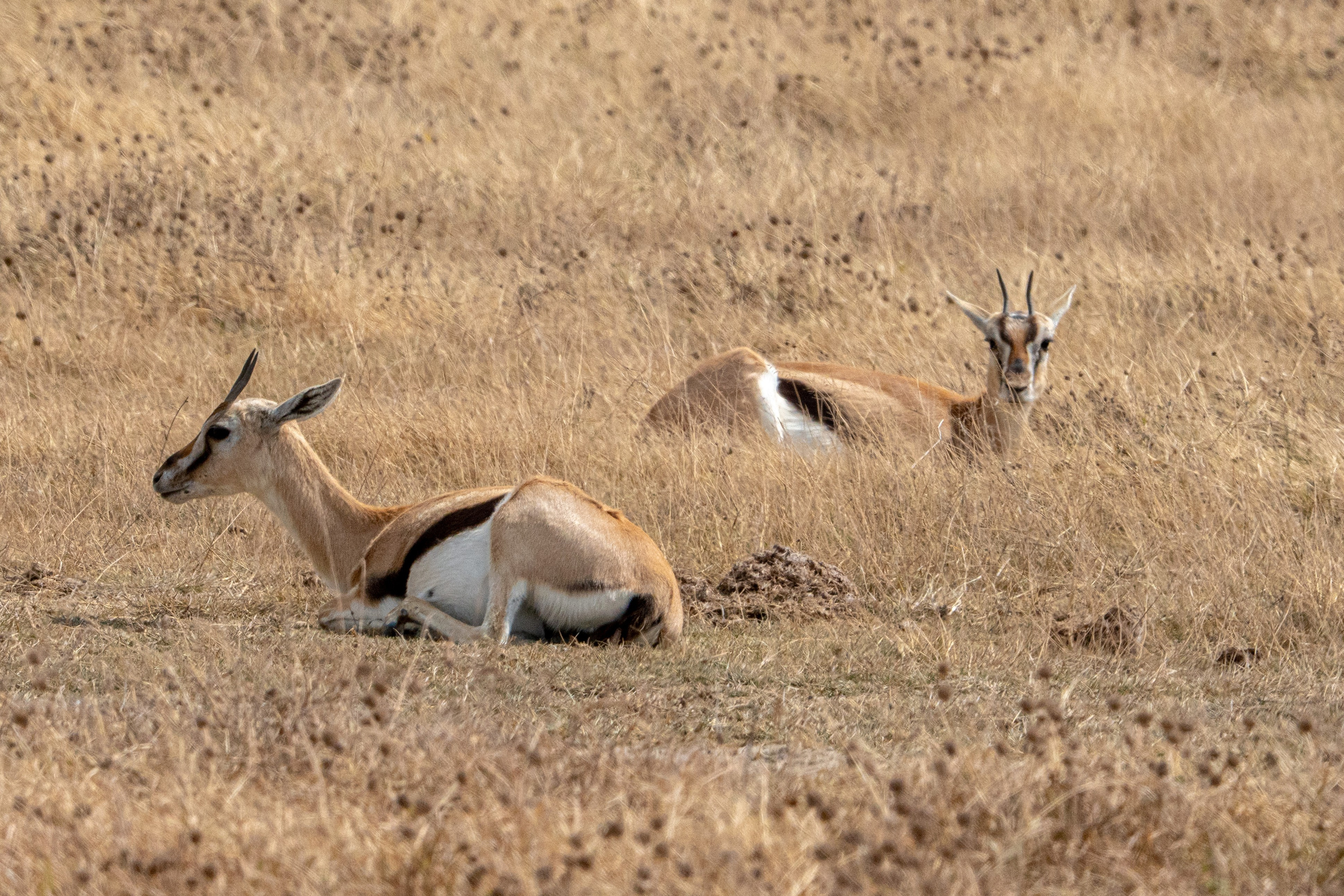 Танзания, сафари, 2025. Творческие сьемки