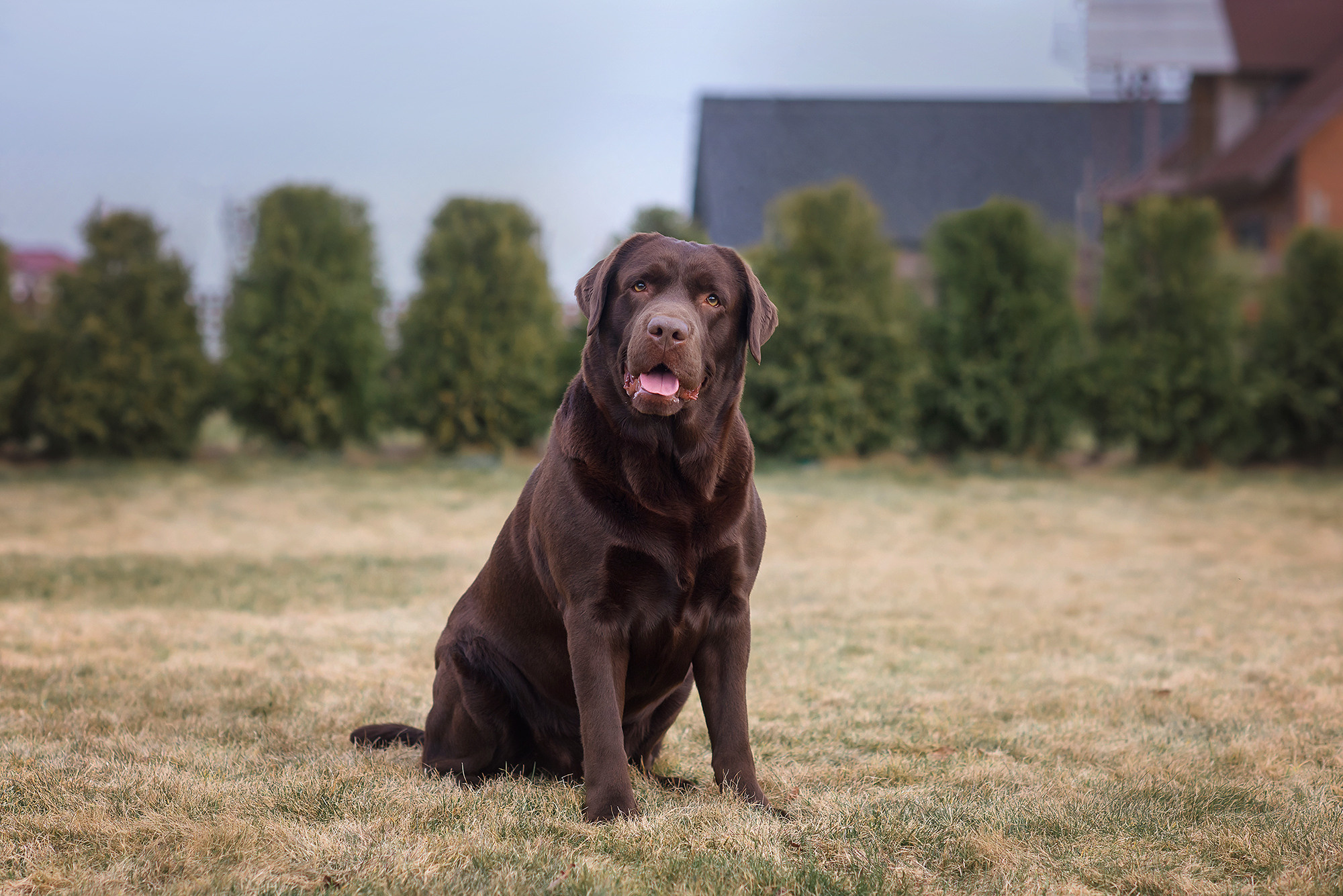 Животные. Семейный фотограф в Минске Виктория Дубровская
