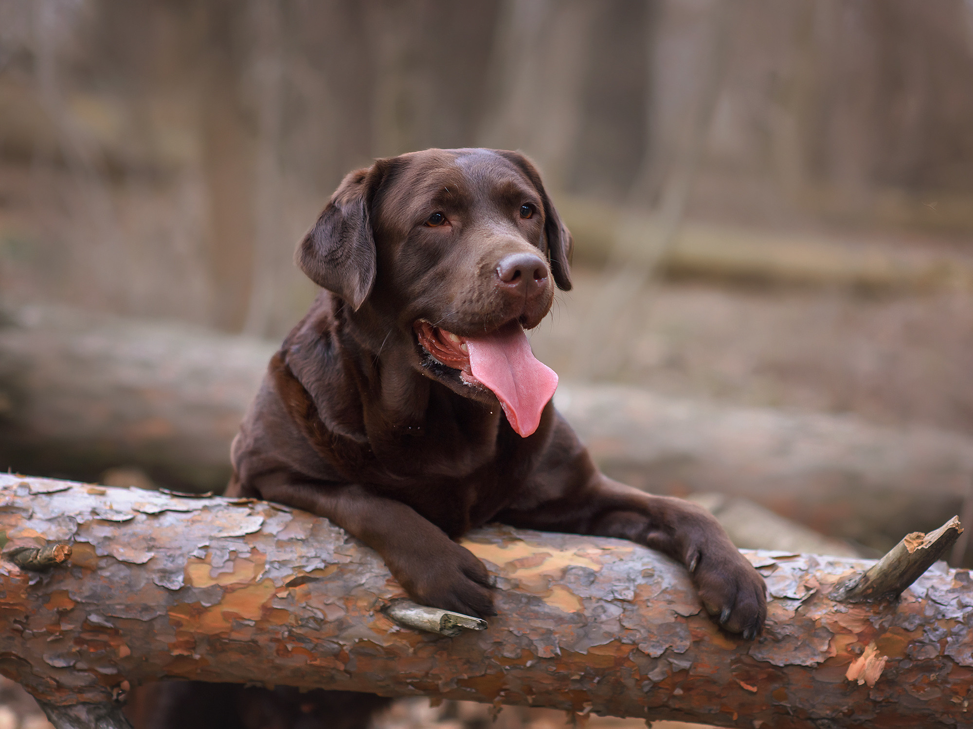 Животные. Семейный фотограф в Минске Виктория Дубровская