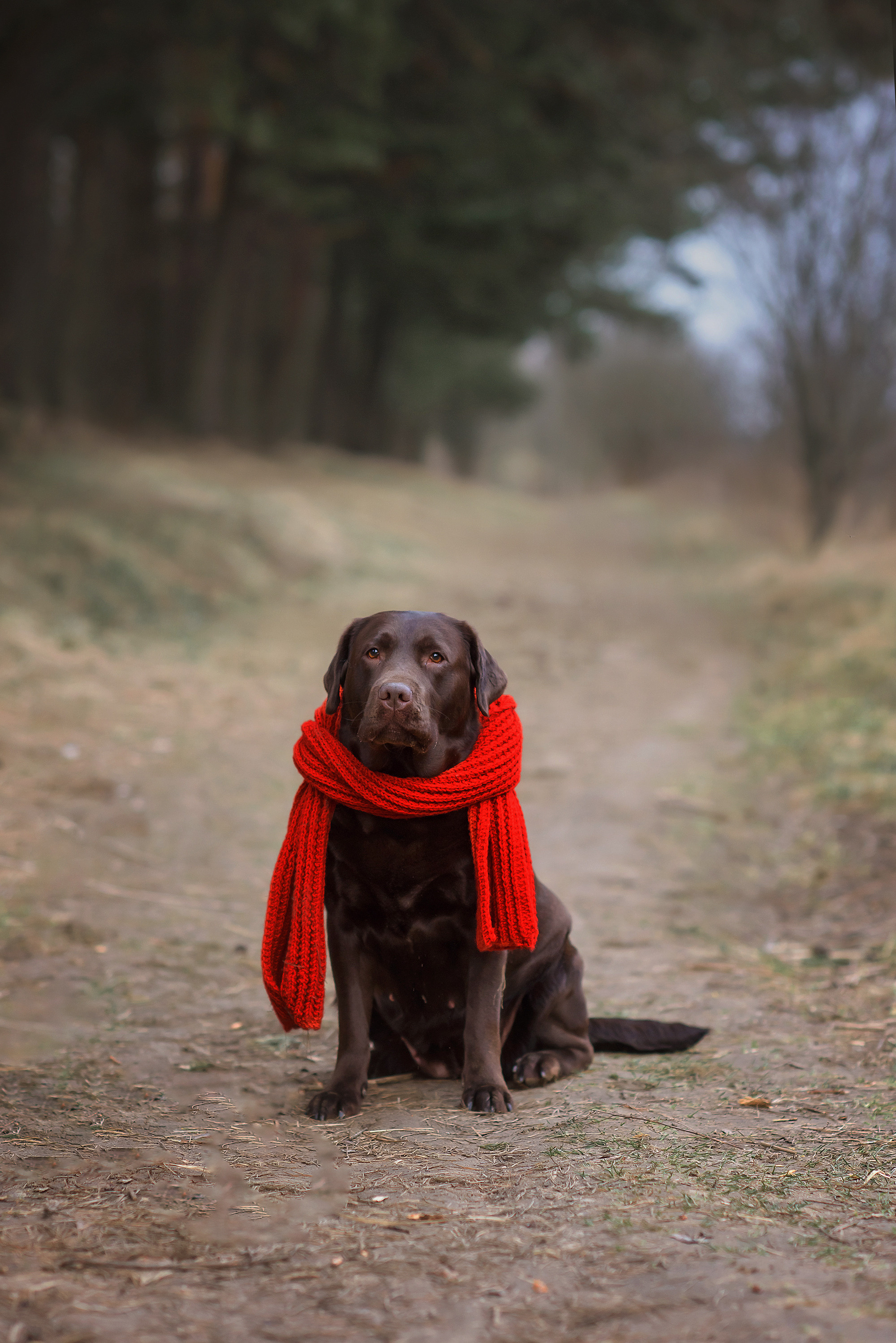 Животные. Семейный фотограф в Минске Виктория Дубровская