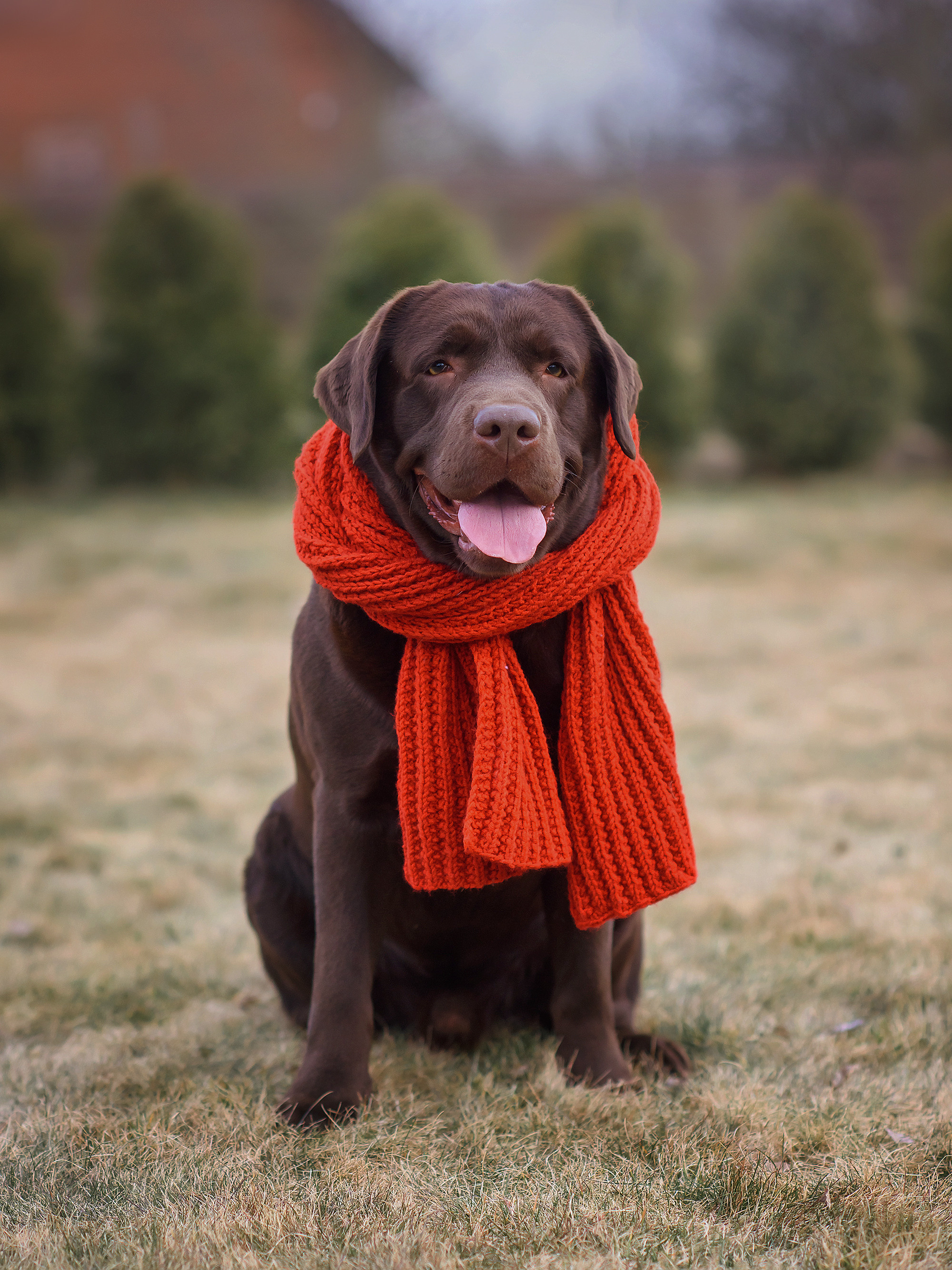 Животные. Семейный фотограф в Минске Виктория Дубровская