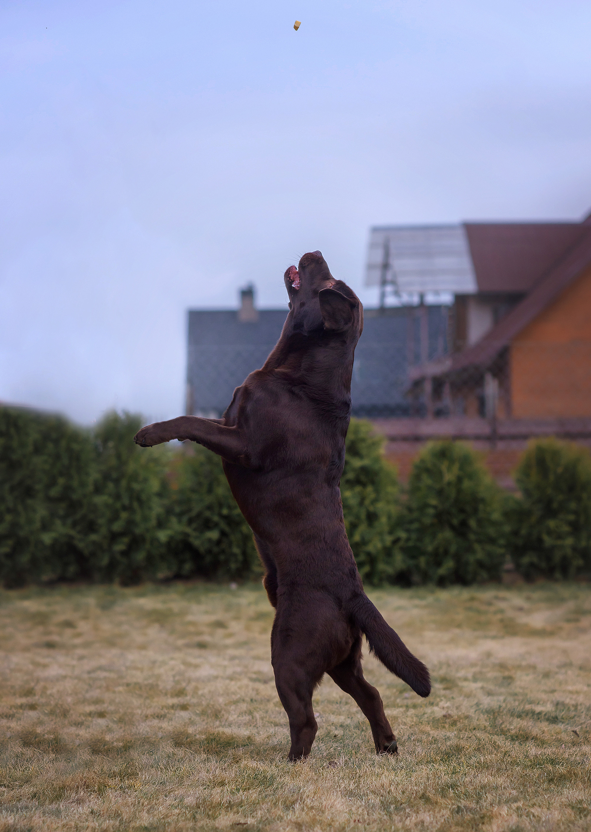 Животные. Семейный фотограф в Минске Виктория Дубровская