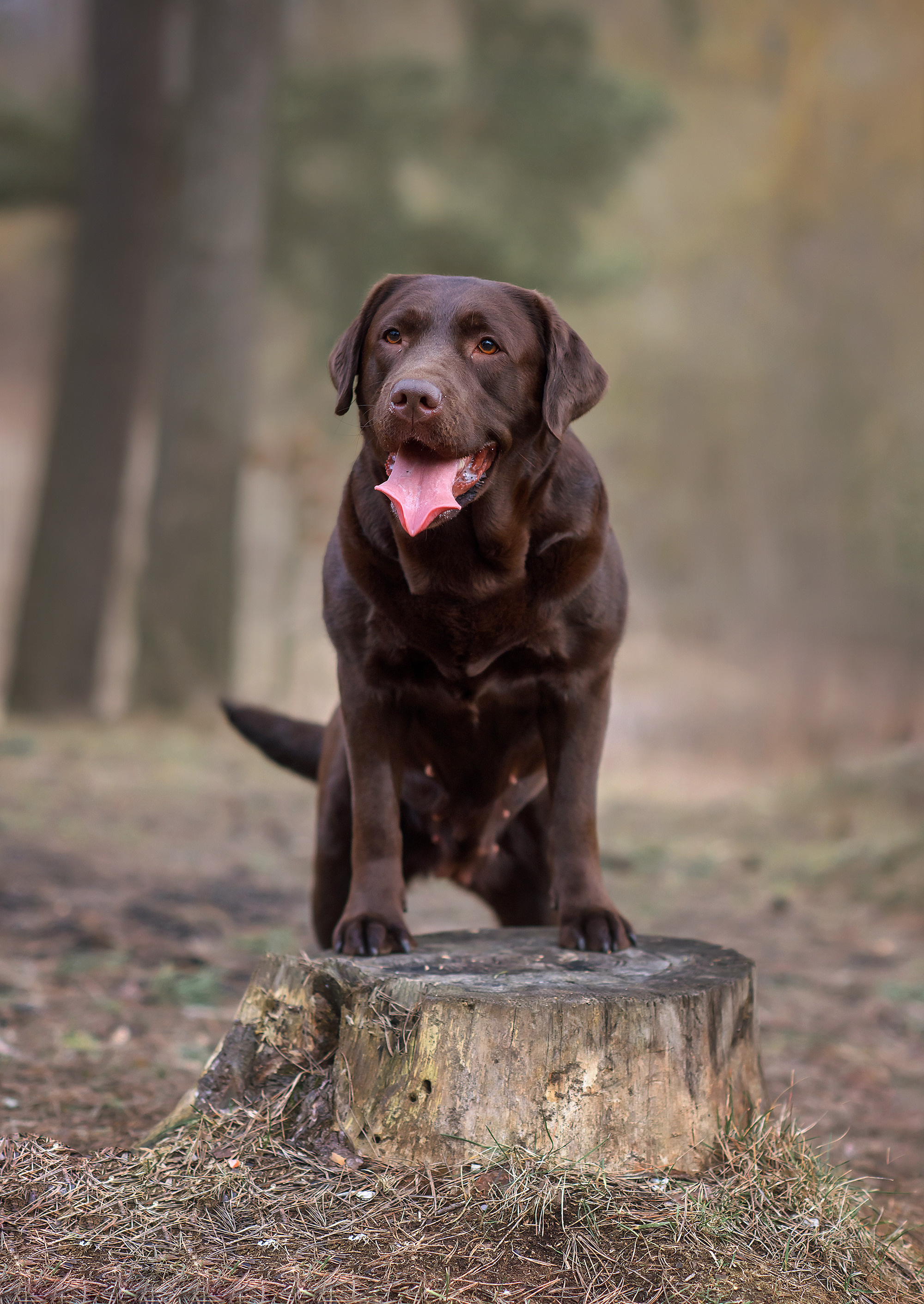 Животные. Семейный фотограф в Минске Виктория Дубровская