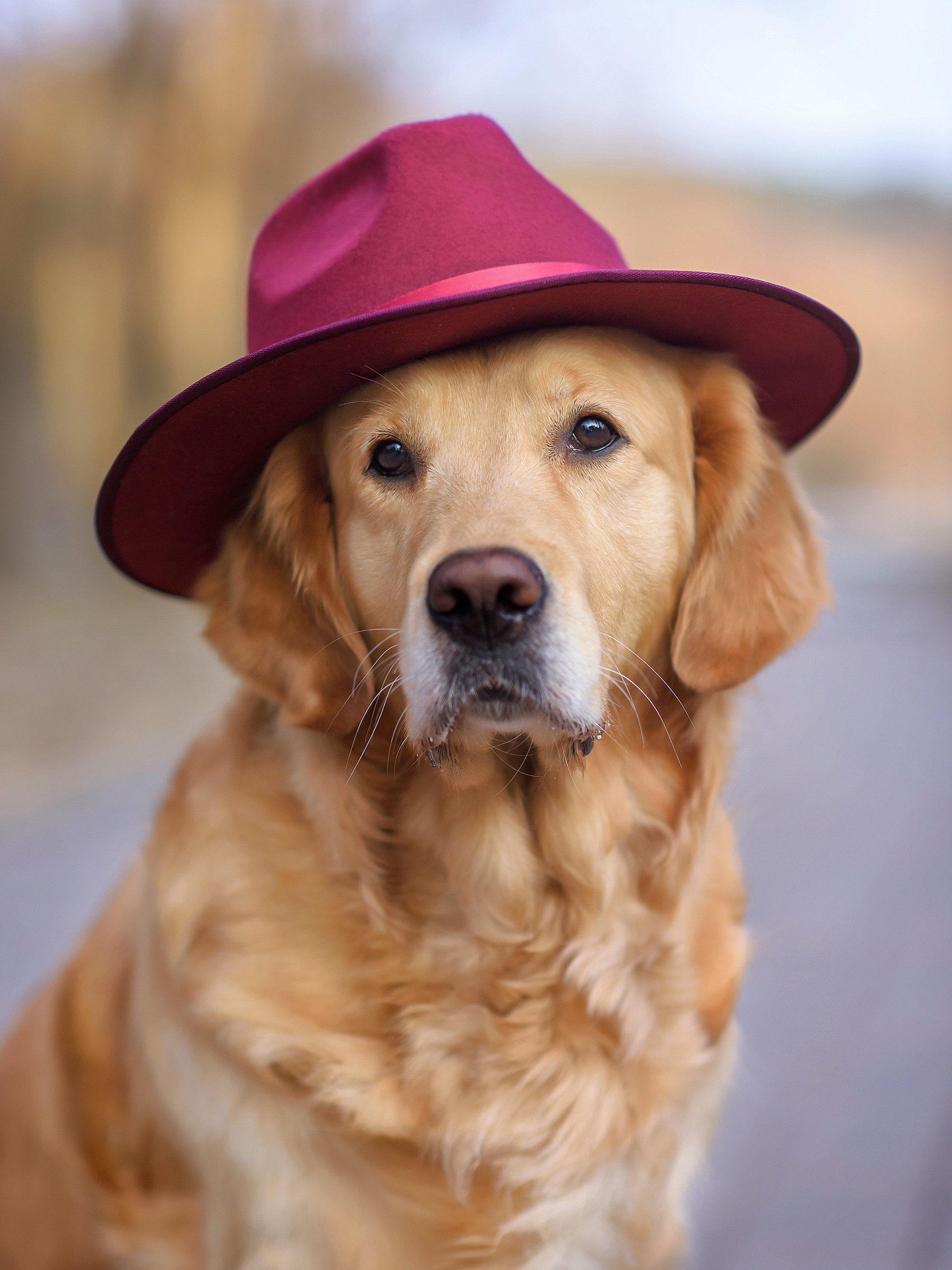 Животные. Семейный фотограф в Минске Виктория Дубровская