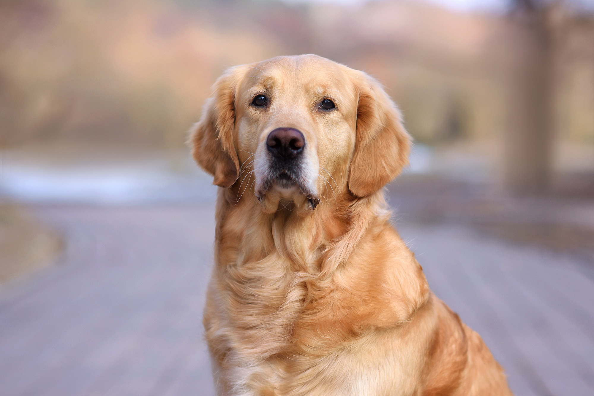 Животные. Семейный фотограф в Минске Виктория Дубровская