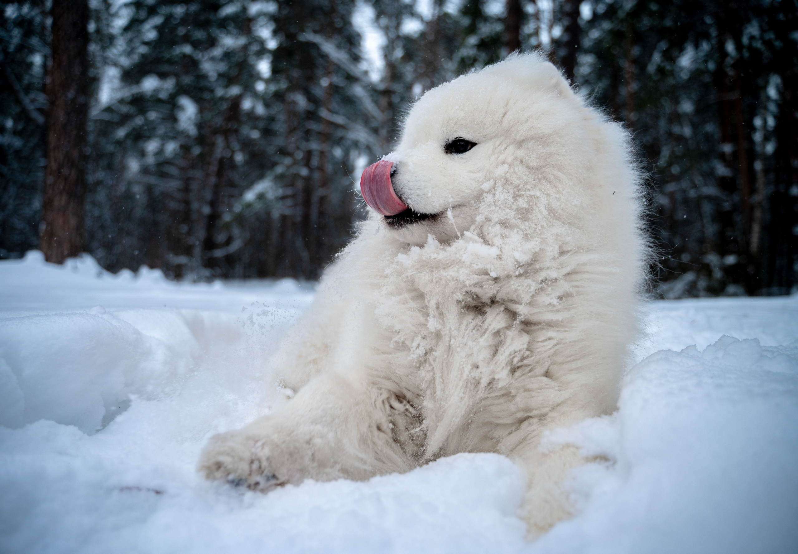 Прогулка с собакой. Зима, лес, Москва. Vadim Nevenglovskii Фотограф в разных жанрах