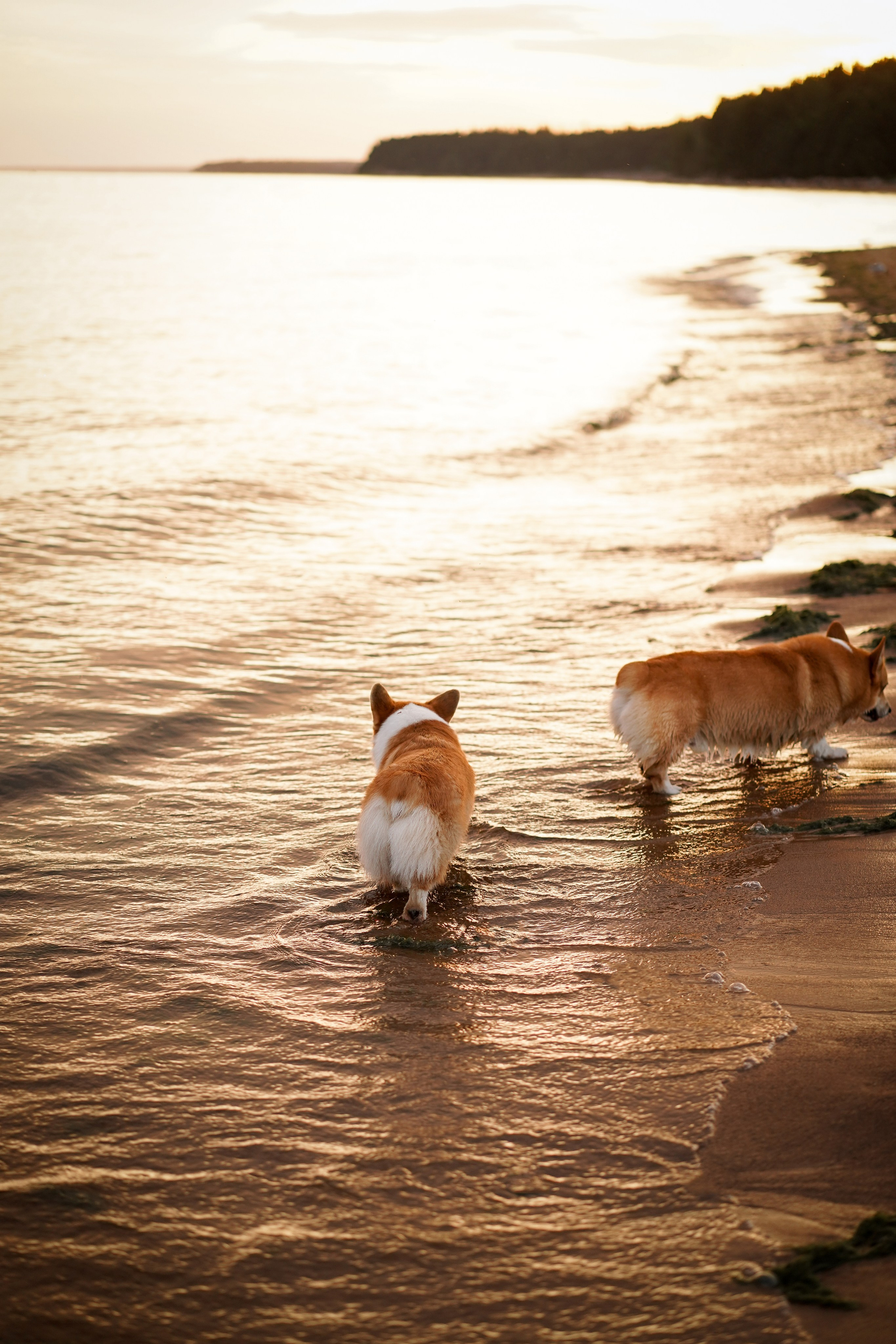 Катя Алиса и коржики. Фотограф-анималист в Санкт-Петербурге Яна Мартынова