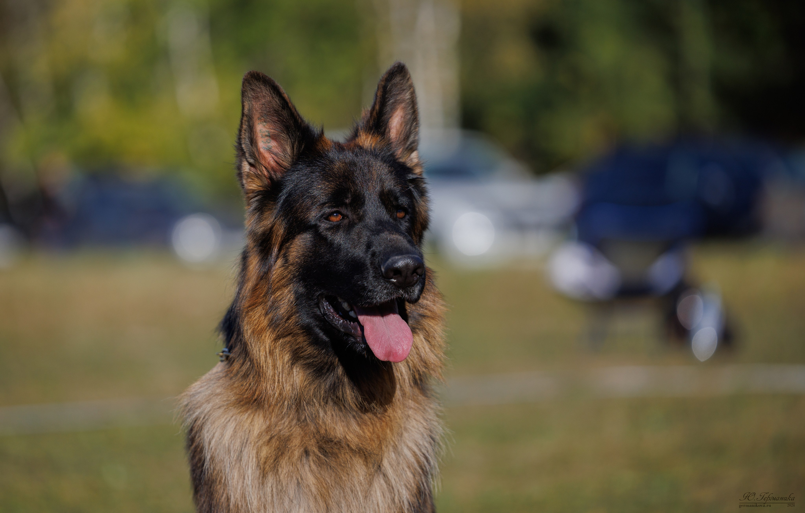 Тверь немецкие овчарки 22.09.2024. Фотограф-анималист Юлия Германика