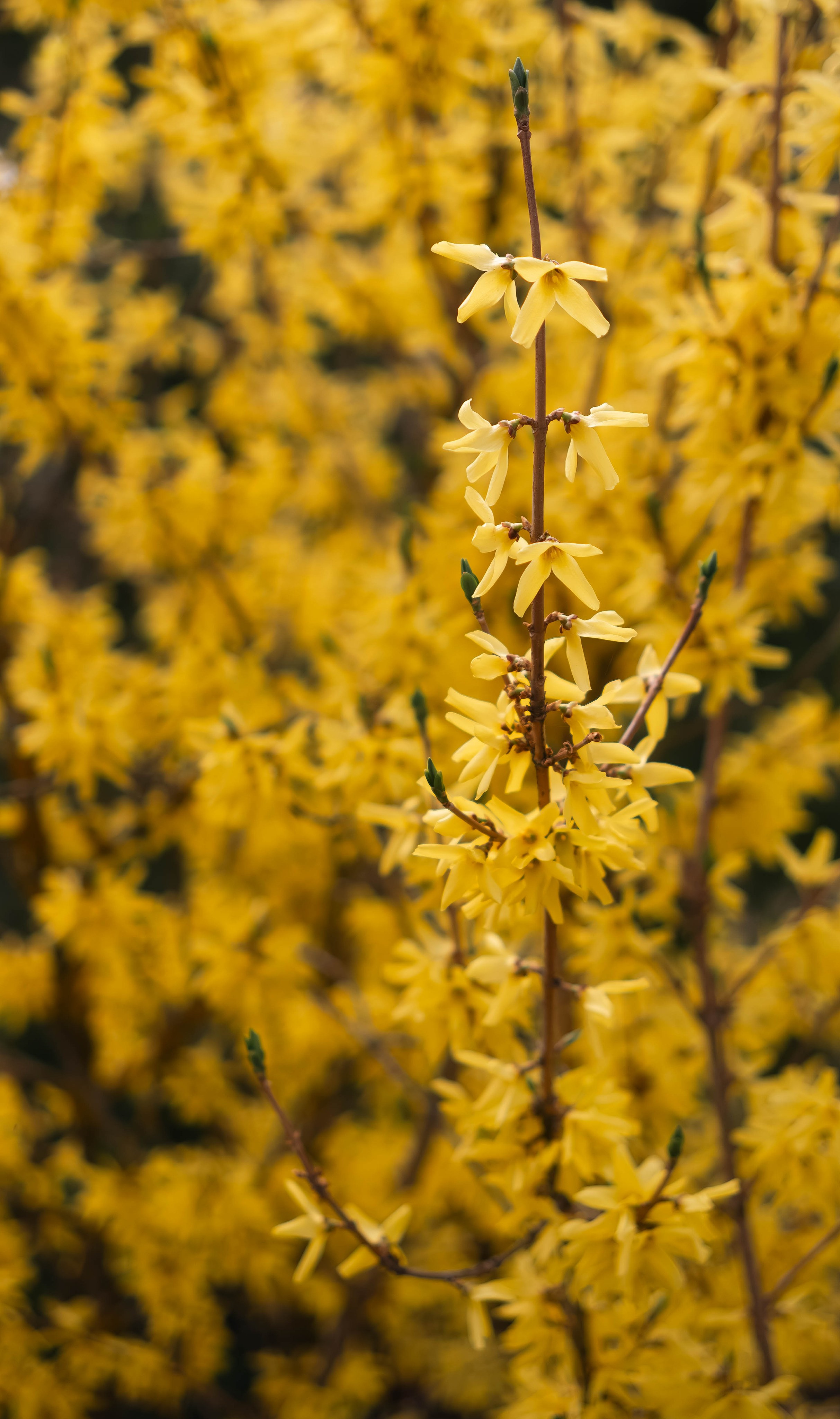 Цветы. Светофография