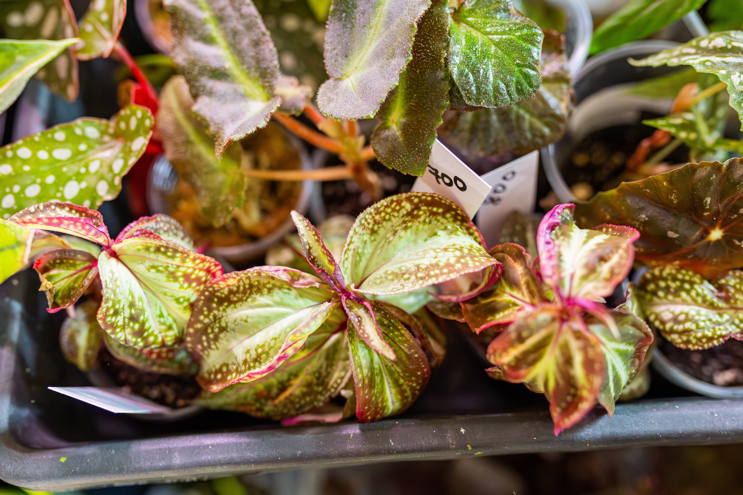 Growbox декабрь 2025. Александра Куликова фотограф, Москва