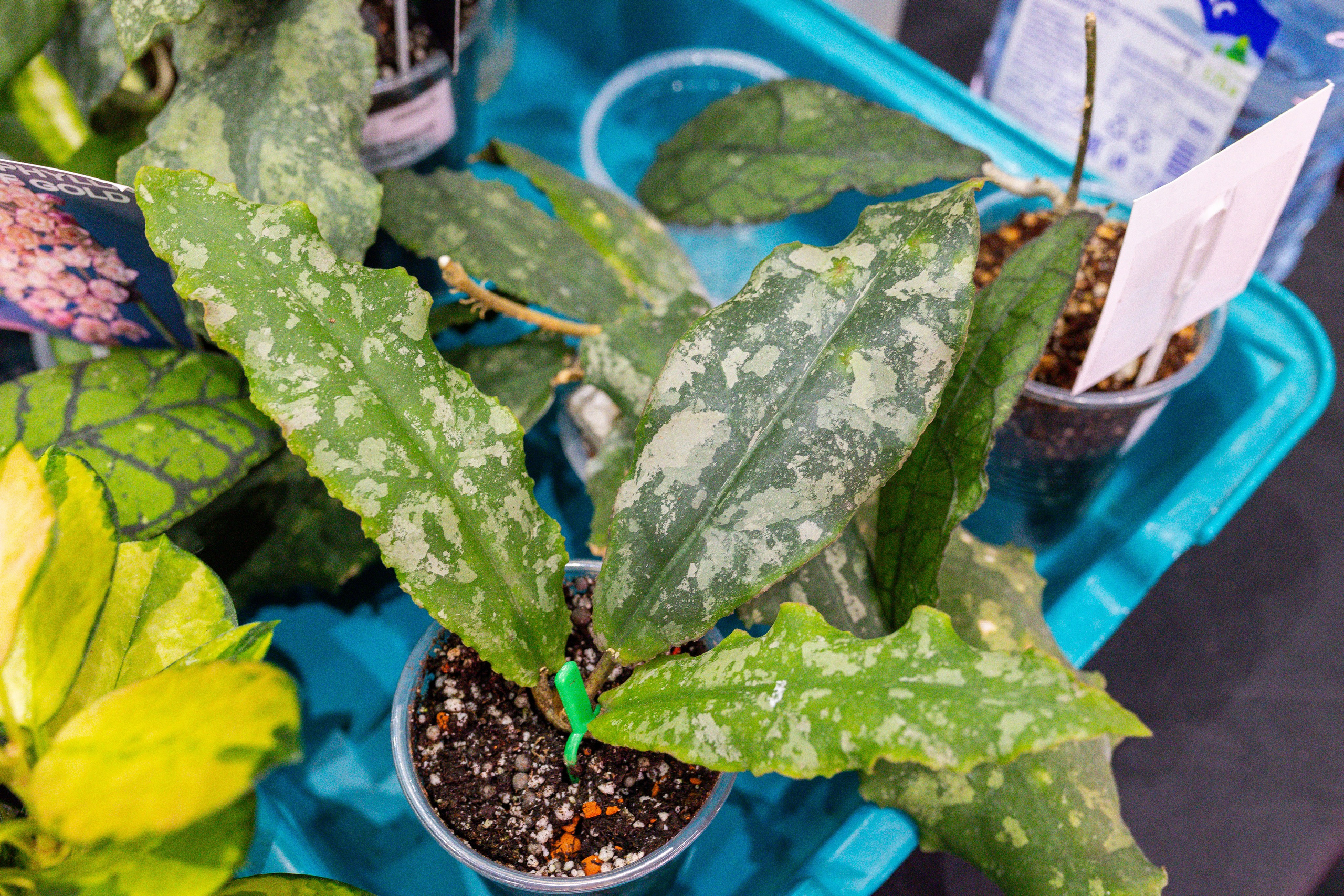 Монстериум 11–12 октября. Александра Куликова фотограф, Москва