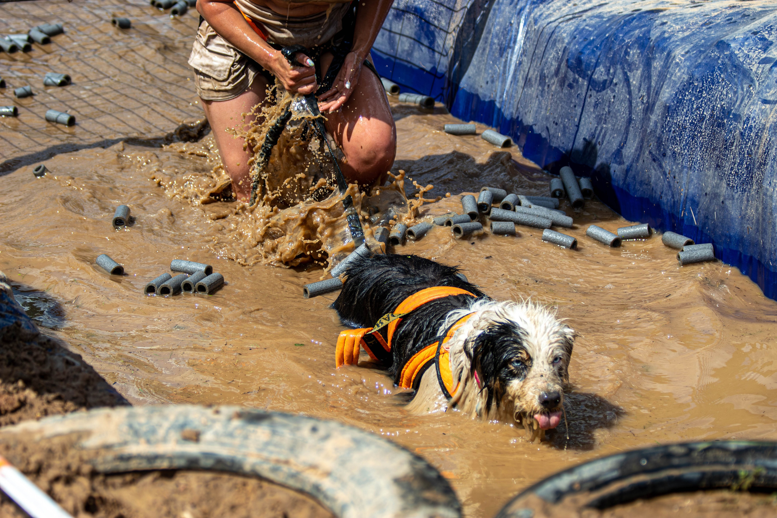 Хвостатый Драйв 2024. Фотограф анималист — Тула, Москва